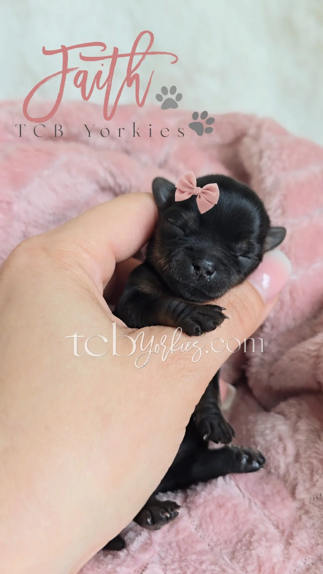 A tiny black puppy with a pink bow on its head, being held in a person's hand with a pink blanket in the background. Text overlay says 'Faith TCB Yorkies' and the website 'tcb yorkies.com'.