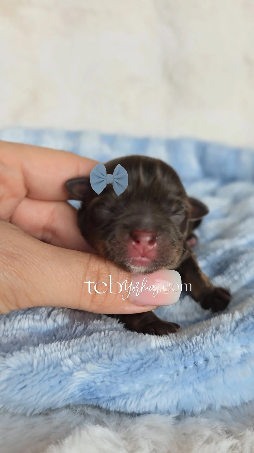 A tiny black puppy with a pink nose and closed eyes is being gently held by a person's hand, which has a small gray bow on the finger and a white nail. The puppy is resting on a soft, light-colored blanket.