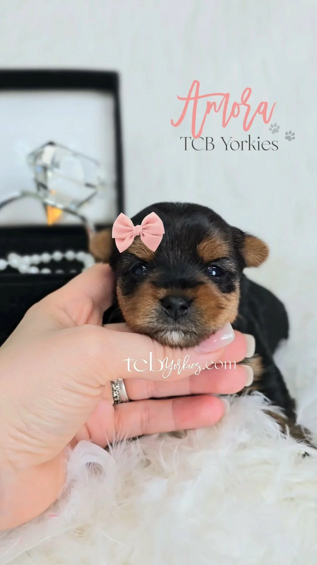 Close-up of a tiny black and tan Yorkie puppy with a pink bow on its head, held gently by a person's hand. In the background, there is a black box with white pearls and a glass object. The image has text overlay that says 'Amora TCB Yorkies' and 'tcb