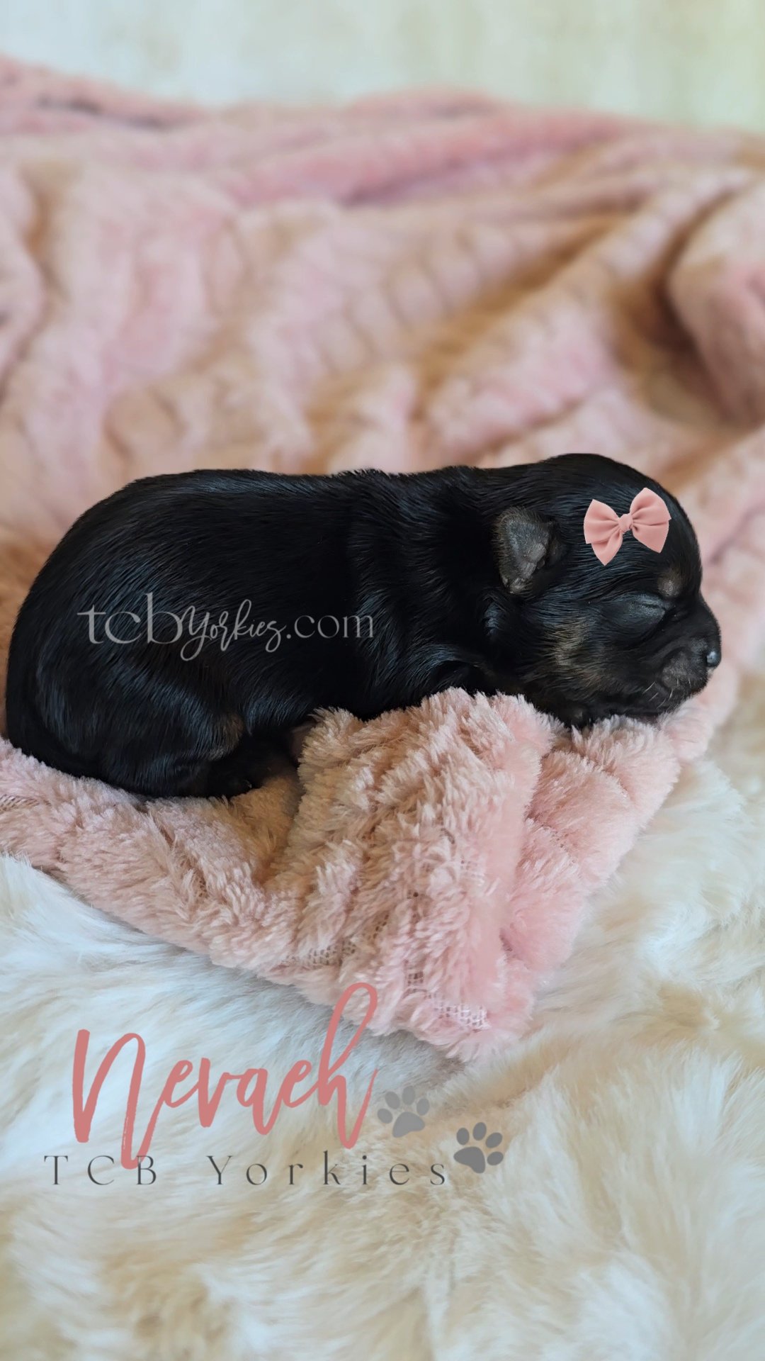 A newborn black puppy with a pink bow on its head, sleeping on a plush pink blanket.