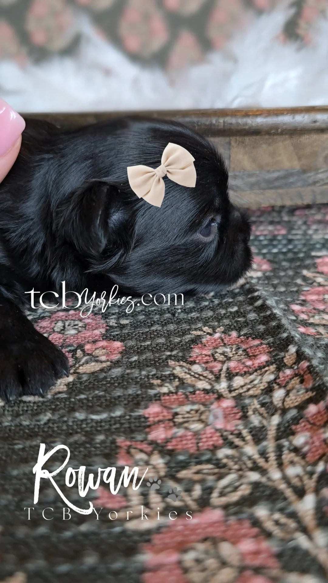 A black puppy with a beige bow on its head lying on a patterned rug. There is a person's hand on the left side of the image. The setting appears to be indoors, next to a wooden surface.