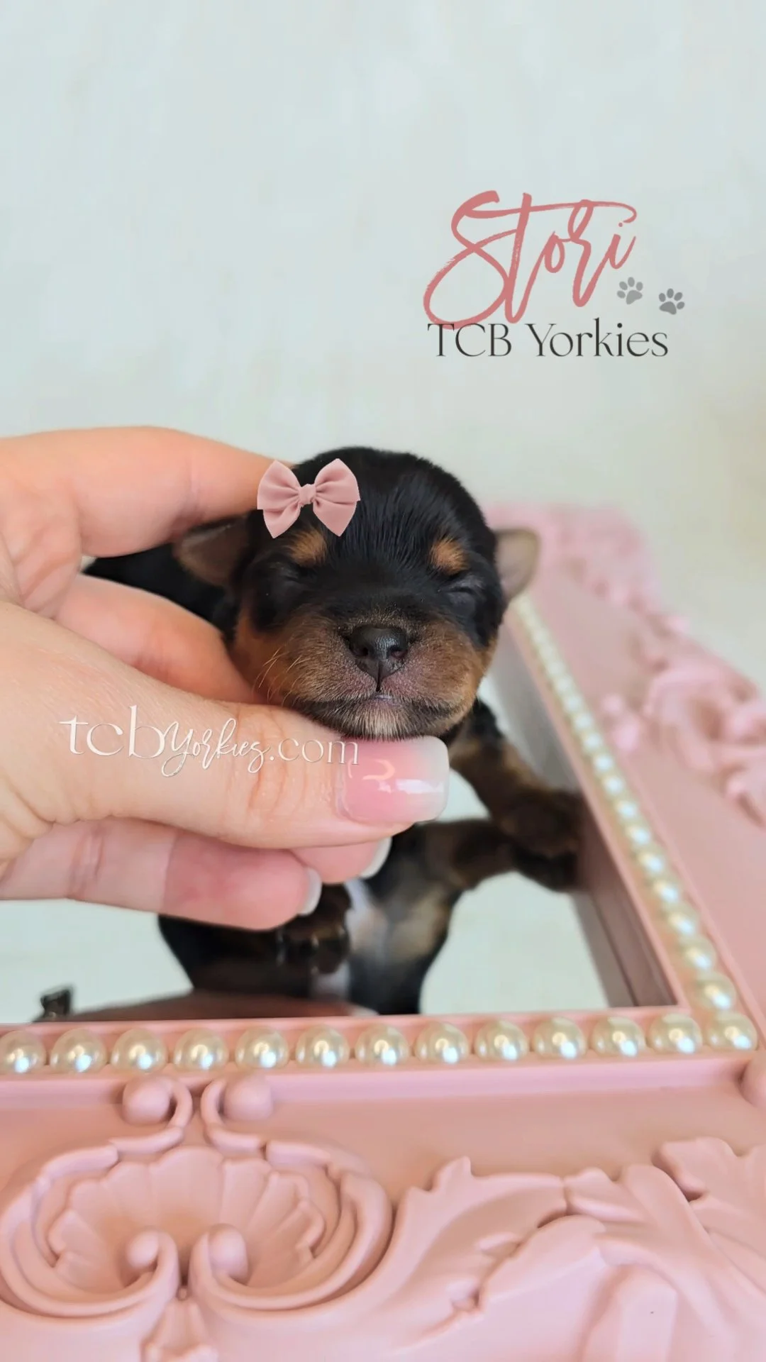 A tiny black and brown puppy with a pink bow headband, being gently held up by a person's hand. The puppy is inside a pink decorative box with pearl accents. The background has the text "Stori TCB Yorkies" and the website "tcbyorkies.com".
