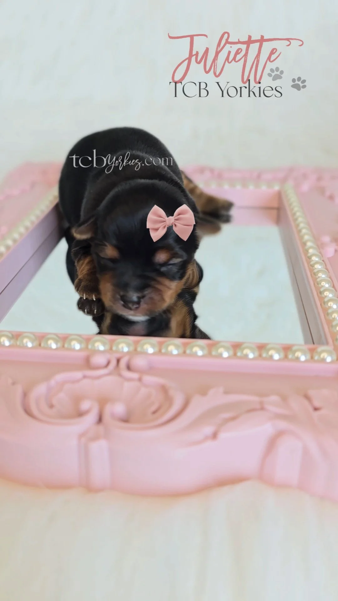 A cute black and tan puppy with a pink bow on its head sitting on a decorative pink mirror frame with pearl accents, against a plain background with text that says "Juliette TCB Yorkies."