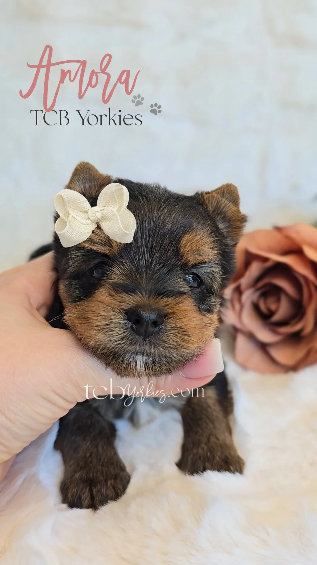 A small Yorkshire Terrier puppy with a white bow on its head being held in a person's hand, with a large pink rose and text that says 'Amora TCB Yorkies' and a website link in the background.