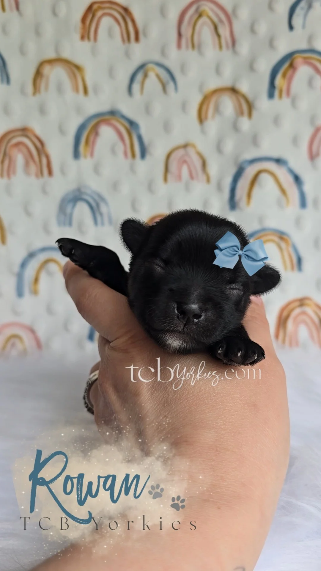 A tiny black puppy with closed eyes, held in a person's hand with a blue bow on its head, against a background of rainbow patterns on a wall.