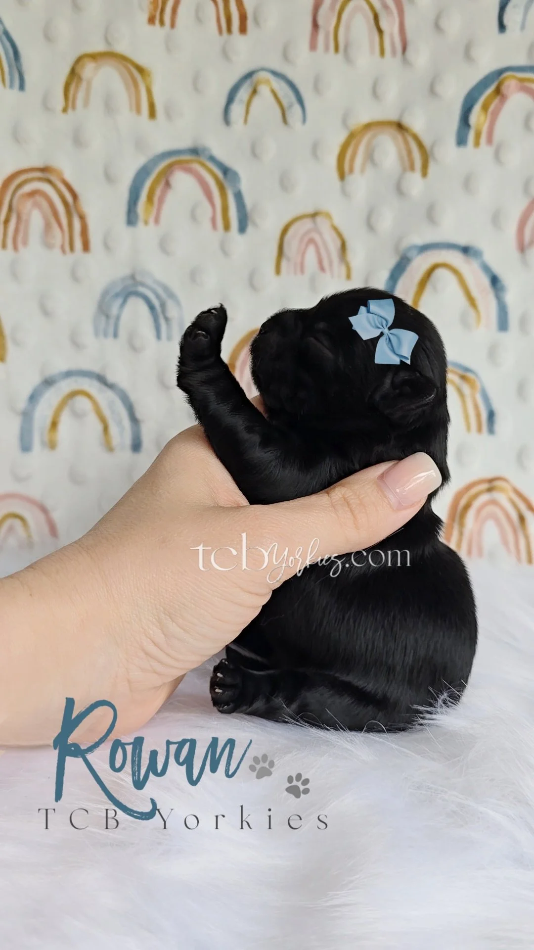A tiny black puppy with a blue bow on its head being held in a person's hand. The background features a white wall with pastel-colored rainbows. The image has text that reads 'Rowan TCB Yorkies'.