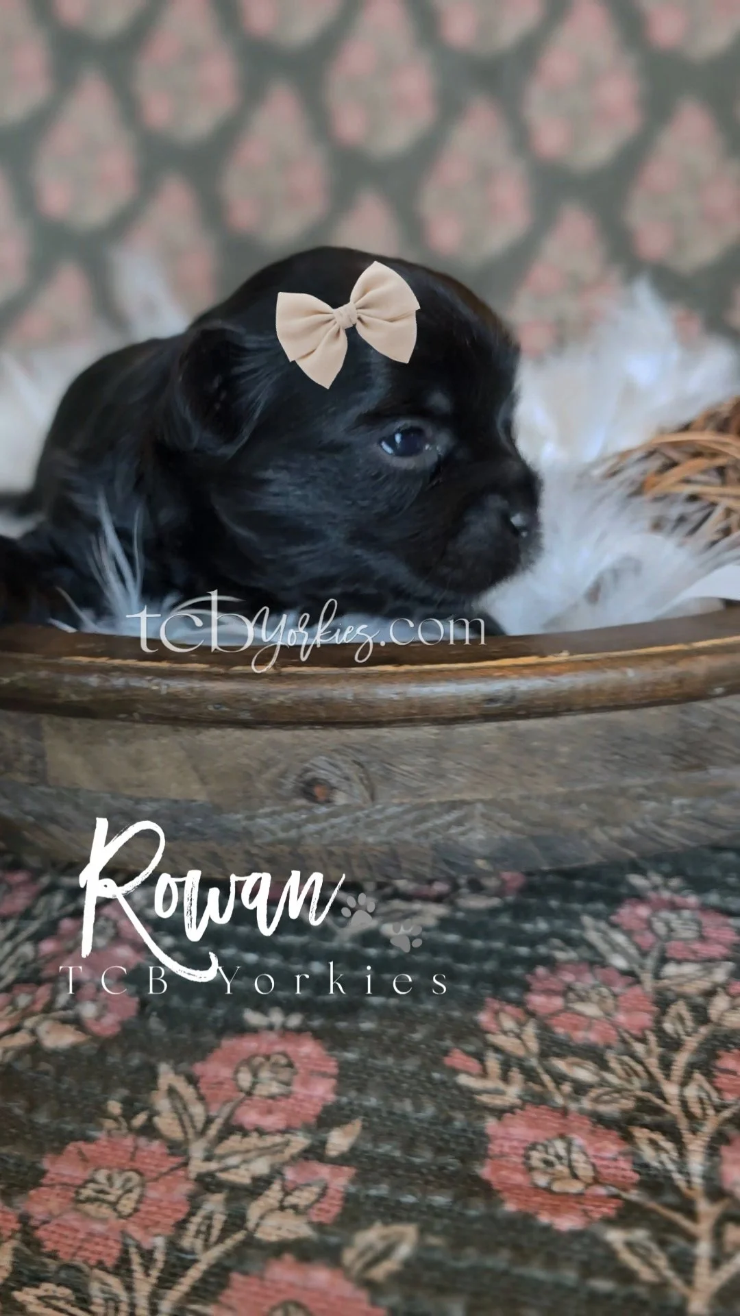 A black and white puppy with a beige bow on its head, lying in a wooden basket on a patterned rug with a floral motif.