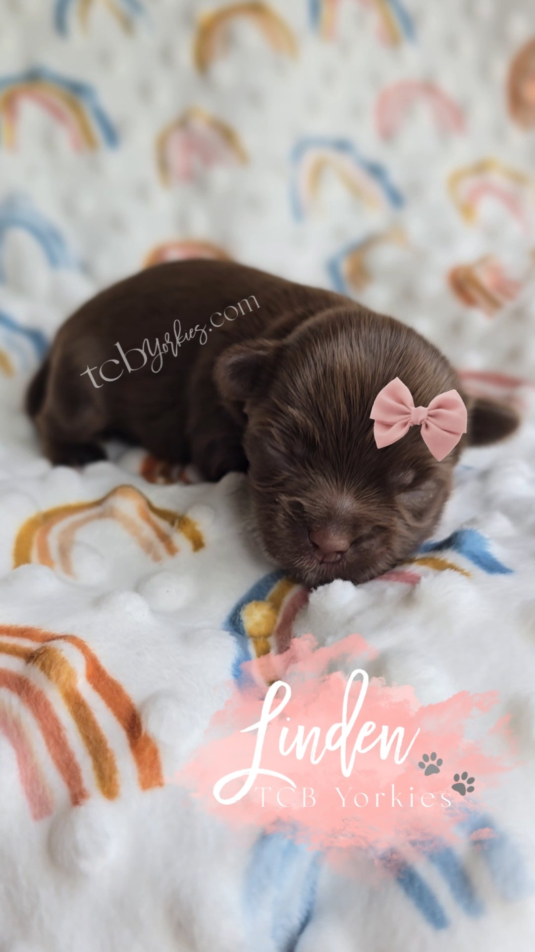 A small, dark brown puppy with a pink bow on its head, lying on a white blanket with rainbow patterns.
