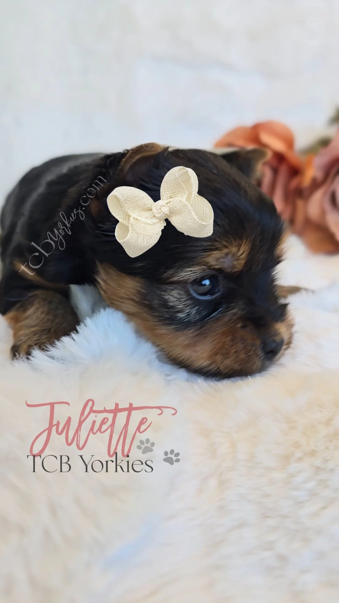 A cute black and tan puppy with a white bow on its head, lying on a soft white surface. The image features the text 'Juliette TCB Yorkies' with paw prints.