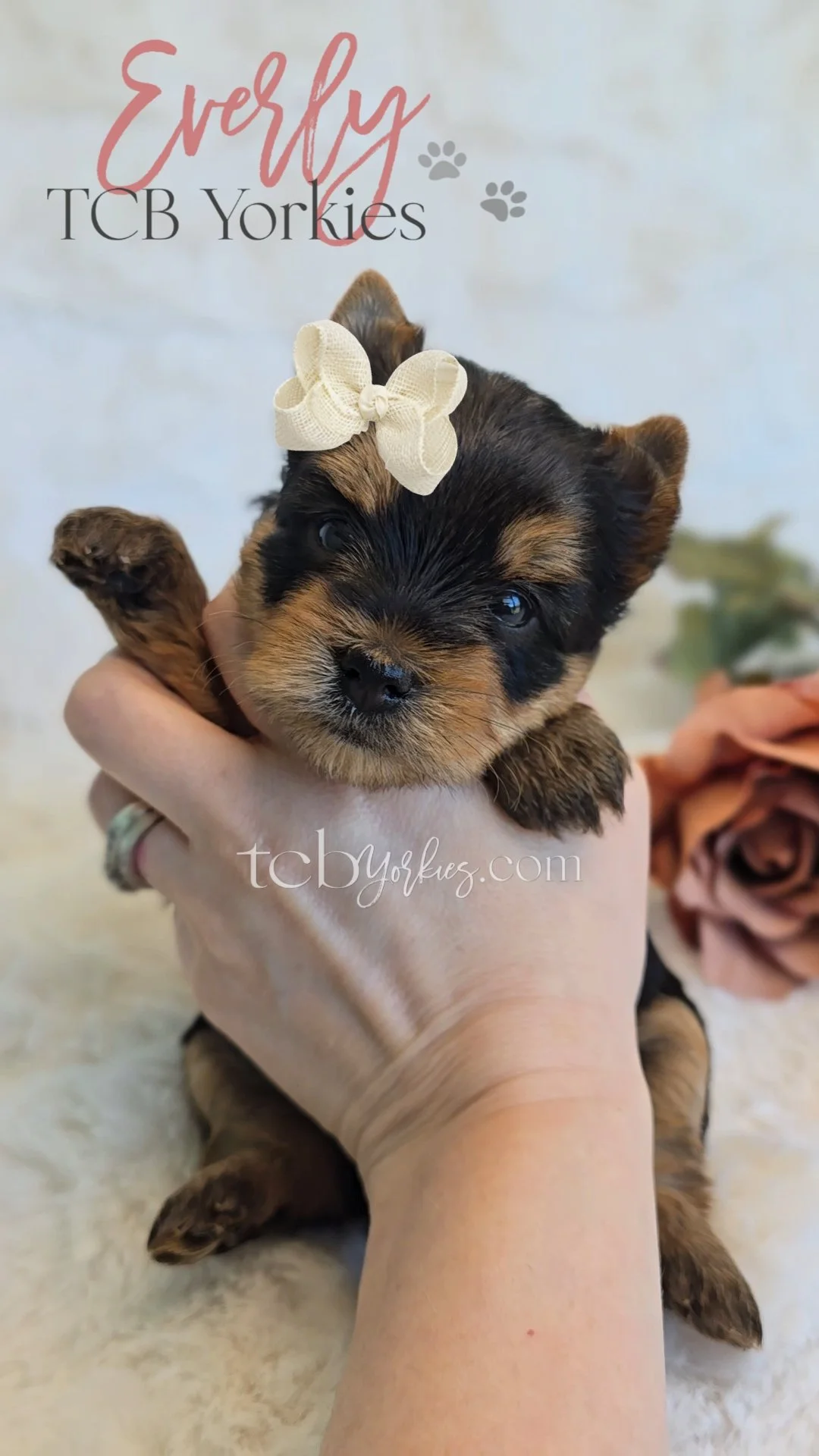 A small puppy with black and brown fur, wearing a white bow on its head, being held in a person's hand.