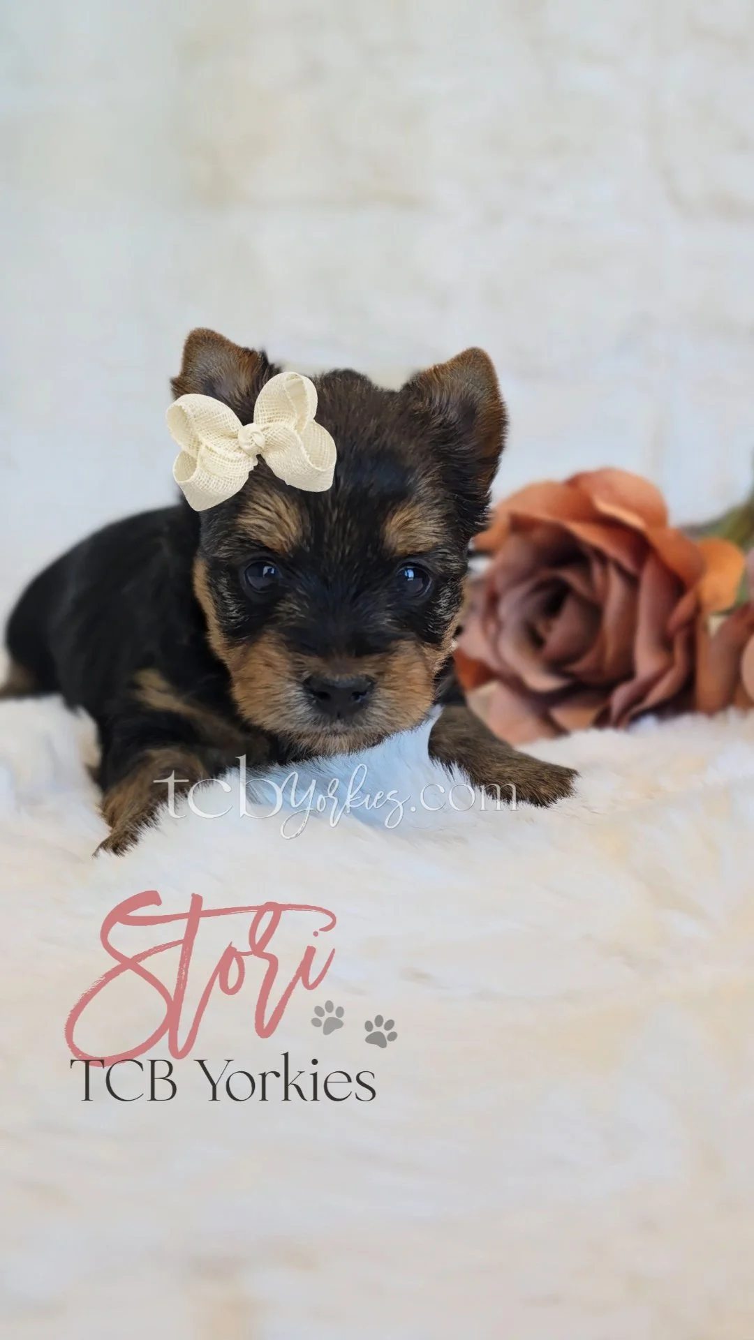 A cute puppy with a beige bow on its head, lying on a soft white surface. There is a peach-colored flower and some green leaves in the background. Text overlay says "Stop" and "TCB Yorkies."