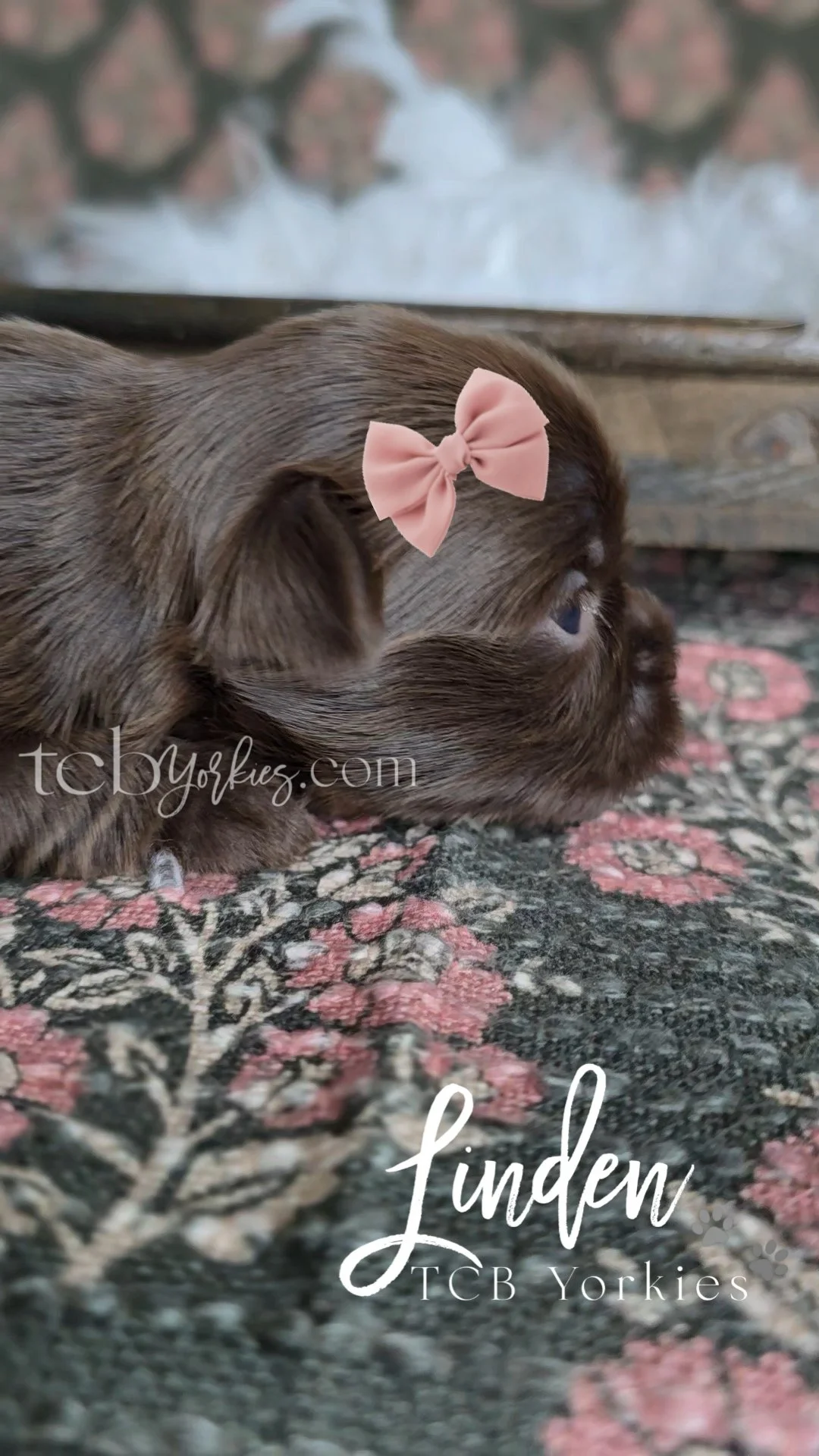 A close-up of a brown brindle French Bulldog puppy lying on a patterned rug with a pink bow on its head and the name 'Linden' written on the image.
