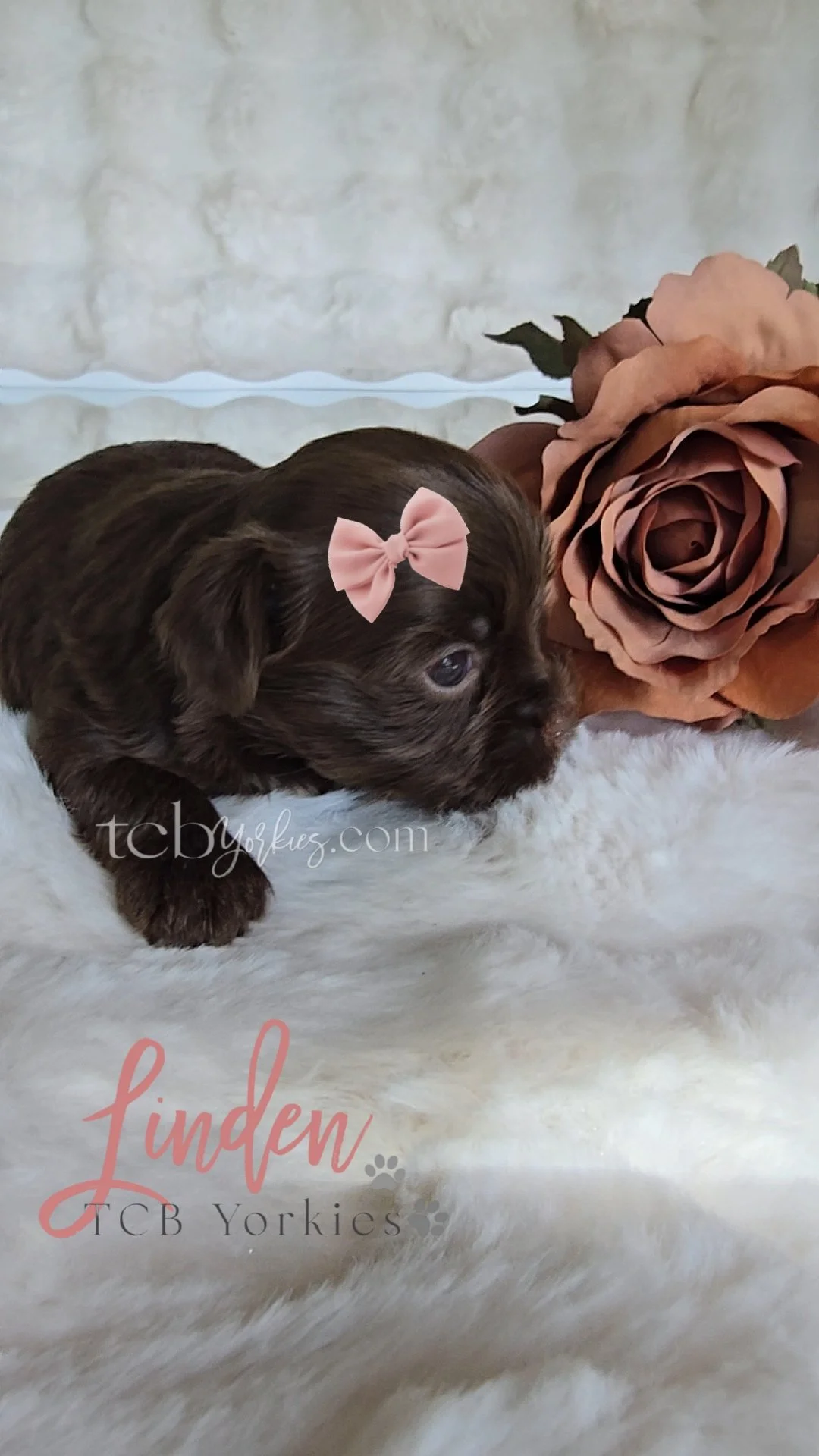 A small brown puppy with a pink bow on its head, lying on a white fluffy surface next to a large pinkish-brown artificial flower.