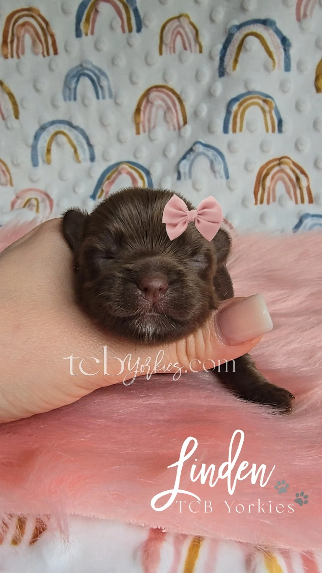 A tiny brown puppy with closed eyes, wearing a pink bow, being gently held in a person's hand with a pink blanket and rainbow-patterned background.