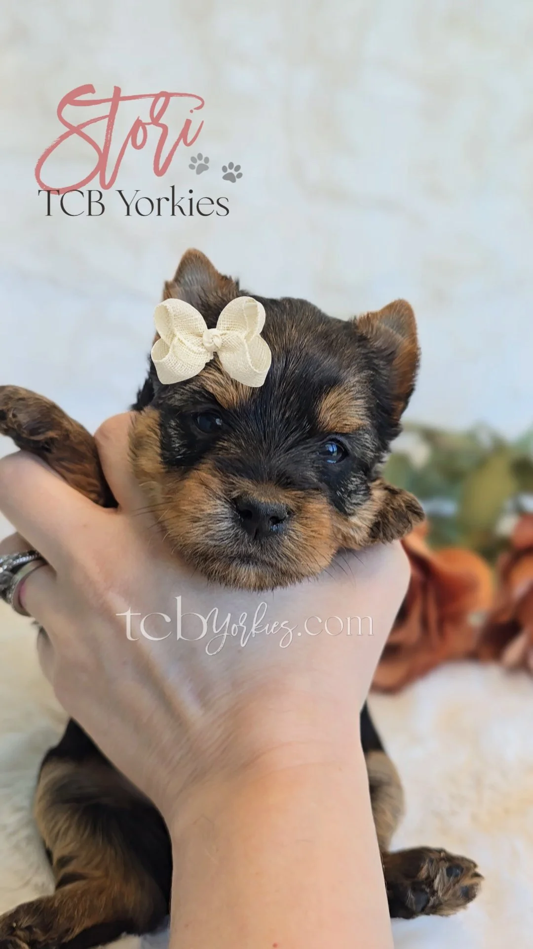 Close-up of an adorable small puppy with dark fur and light brown markings, wearing a cream-colored bow on its head, being gently held in a person's hand.