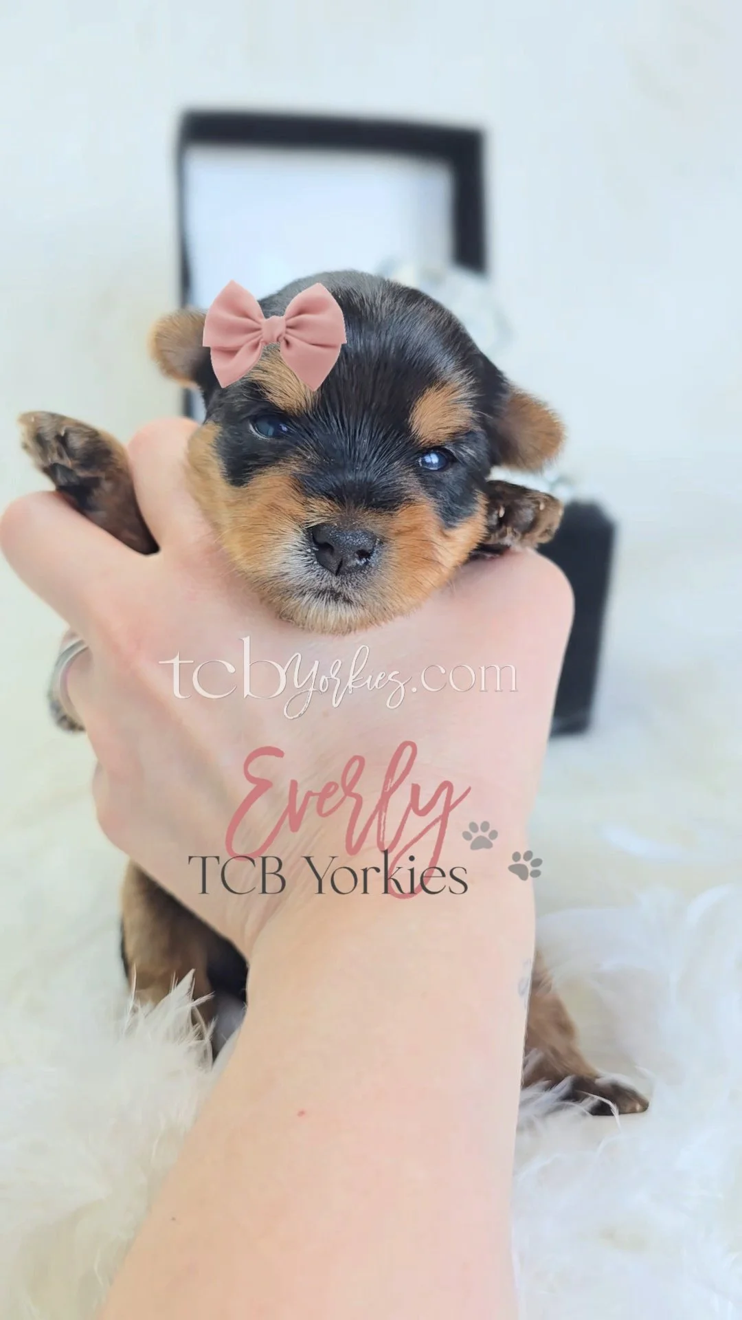 A small Yorkshire Terrier puppy with a pink bow on its head being held in a person's hand. The background is out of focus and the puppy has a black and tan coat.