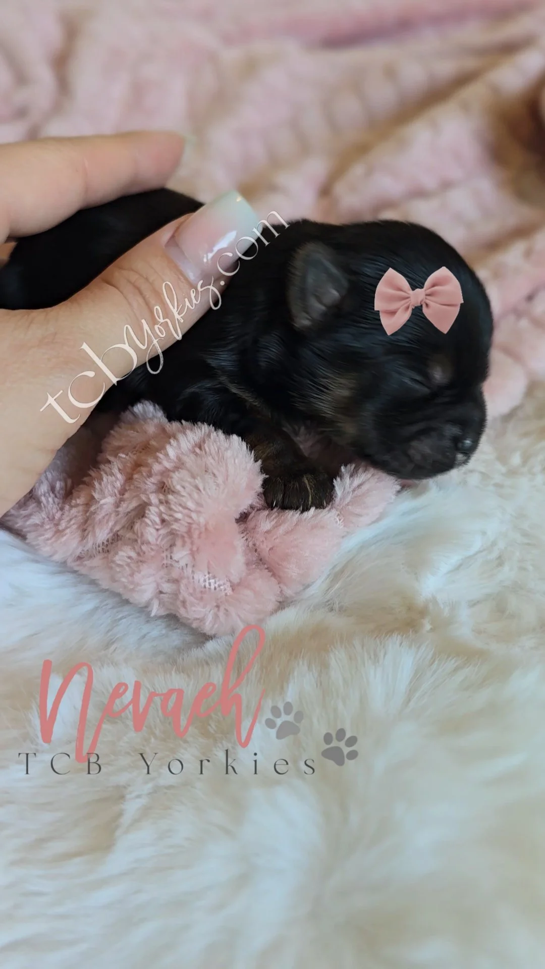 A tiny black puppy with a pink bow on its head, lying on a pink fluffy blanket. A hand is gently holding the puppy's body. The image has text that says "Perch" and "TCB Yorkies."