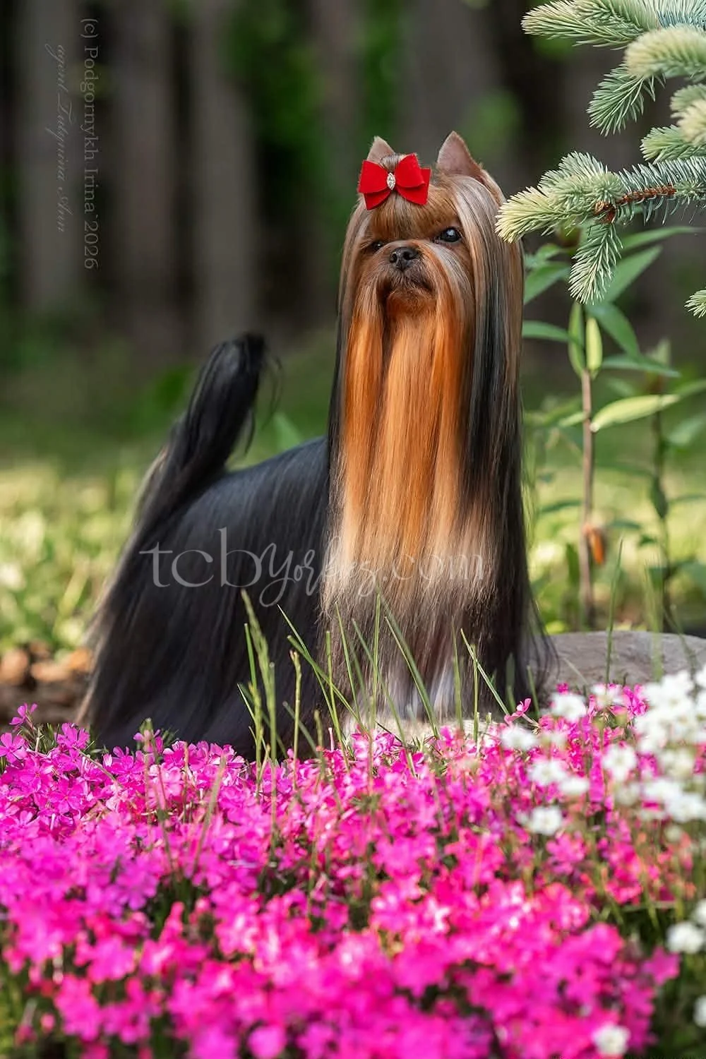 A Yorkshire Terrier dog with long, silky, brown and black fur, wearing a red bow on its head, sitting among pink and white flowers outdoors, with greenery and trees in the background.