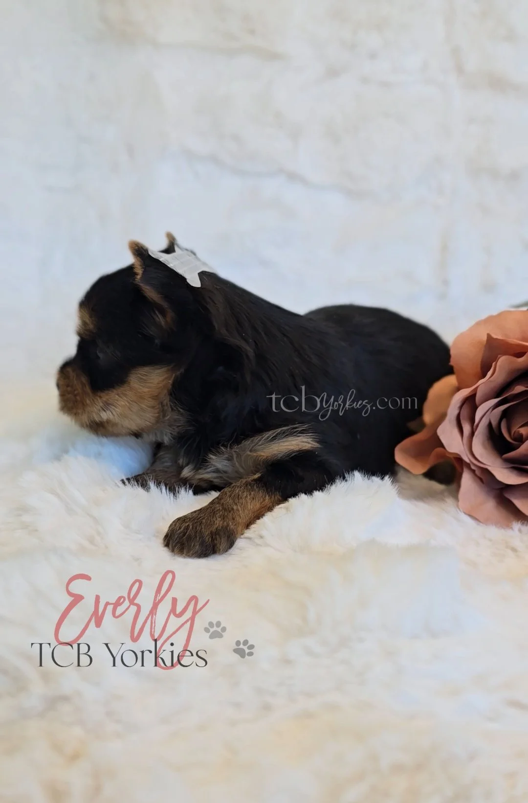 A small black and tan puppy lying on a soft white surface with a pinkish-brown rose next to it and a white background. The puppy has a piece of tape on its head and the text 'Evelyn' and 'TCB Yorkies' with small paw print graphics.