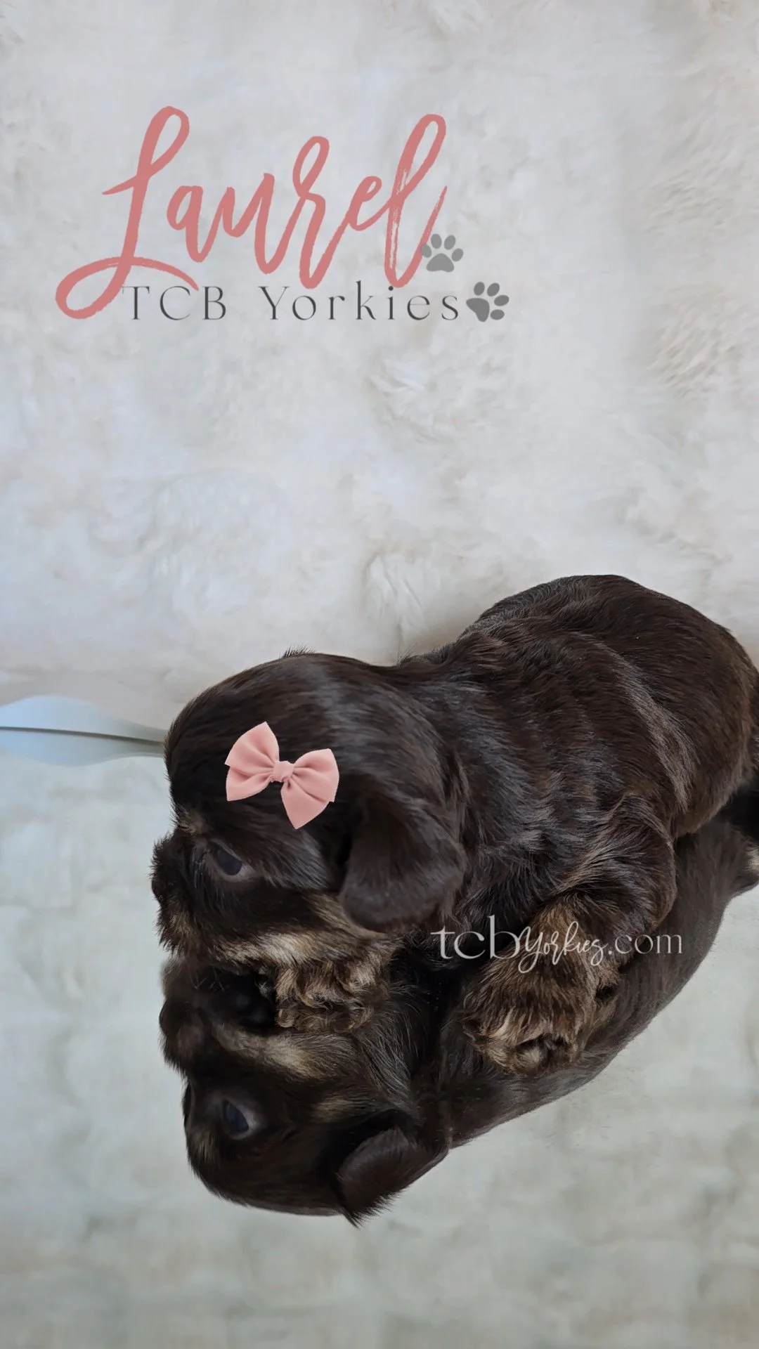 A brown and black puppy with a pink bow on its head, standing on a reflective surface. Behind the puppy, a gray textured background with the words "Laurel TCB Yorkies" and "tcb yorkies.com".