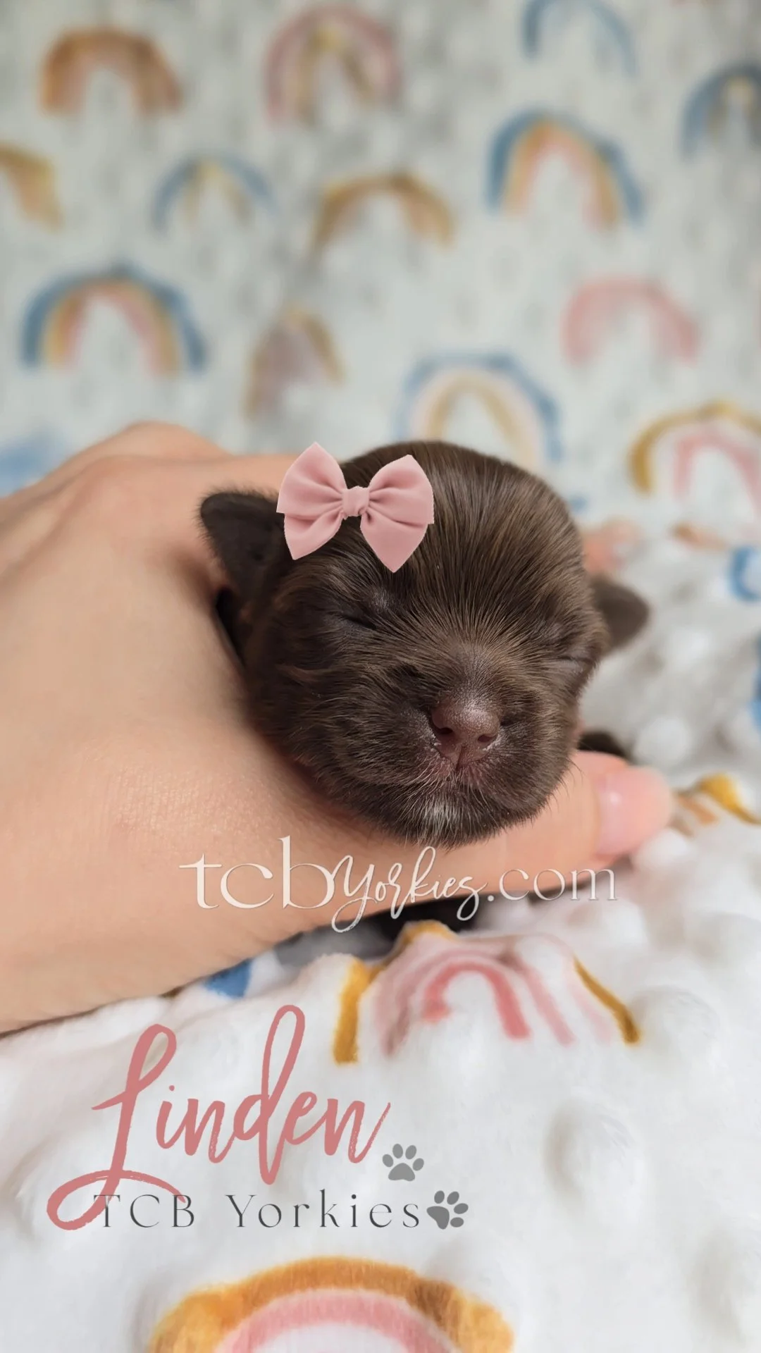 A small brown puppy with a pink bow on its head, being gently held on a blanket with rainbow patterns.