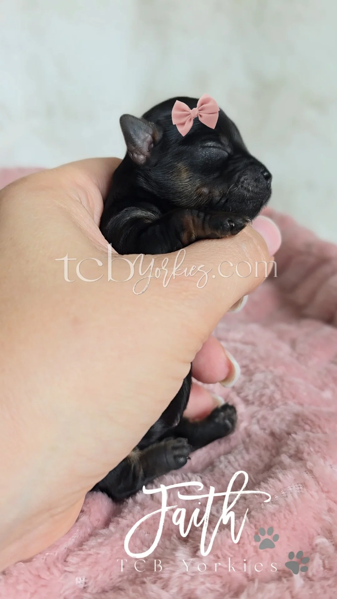 A tiny black and tan puppy with a pink bow on its head being held in a person's hand. The puppy is sleeping on a pink fuzzy blanket. The photo has a watermark that says 'tcb yorkies' and the word 'Faith' written on it along with paw prints.