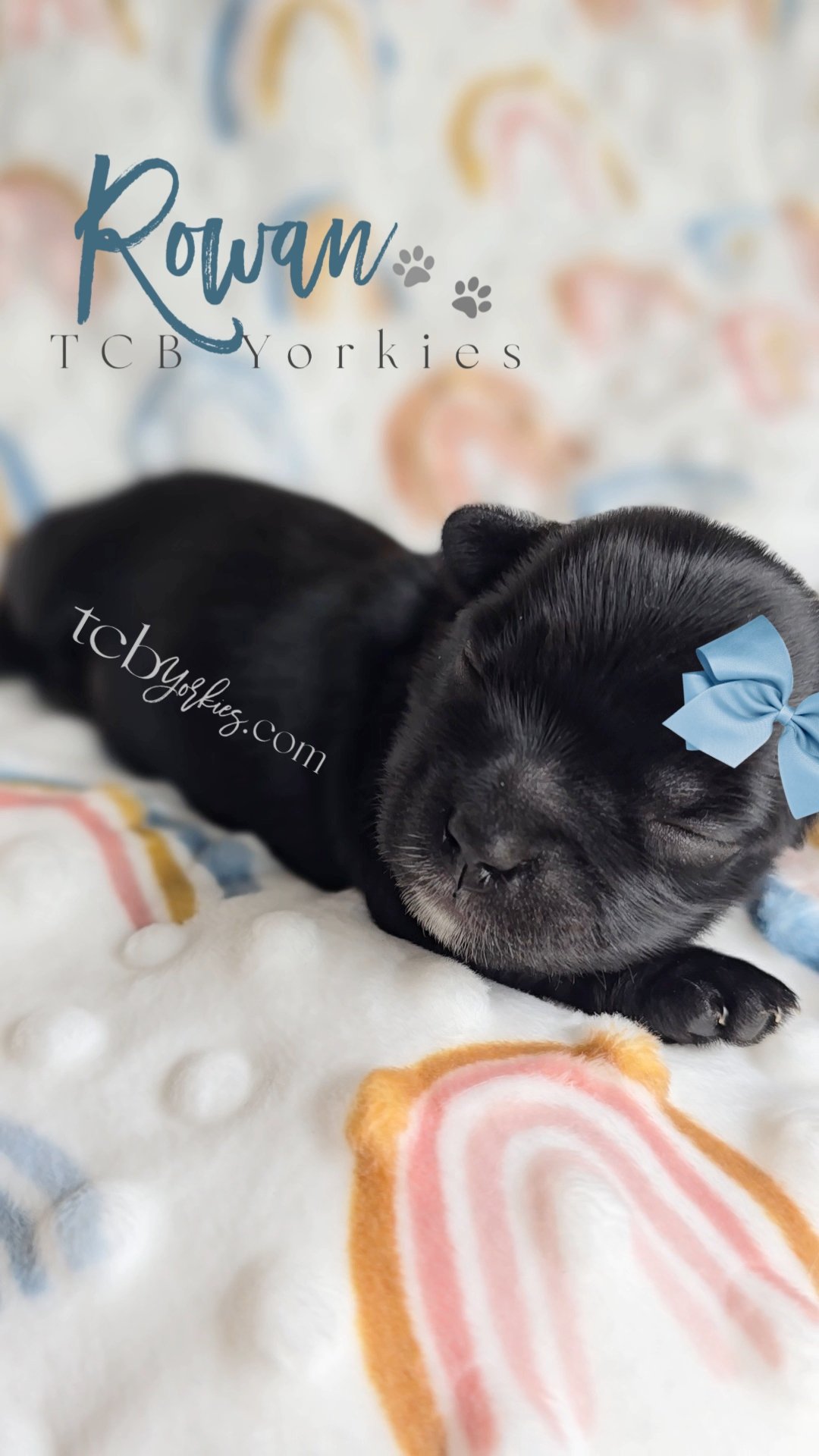 A small black puppy sleeping on a colorful blanket with a light blue bow on its head.