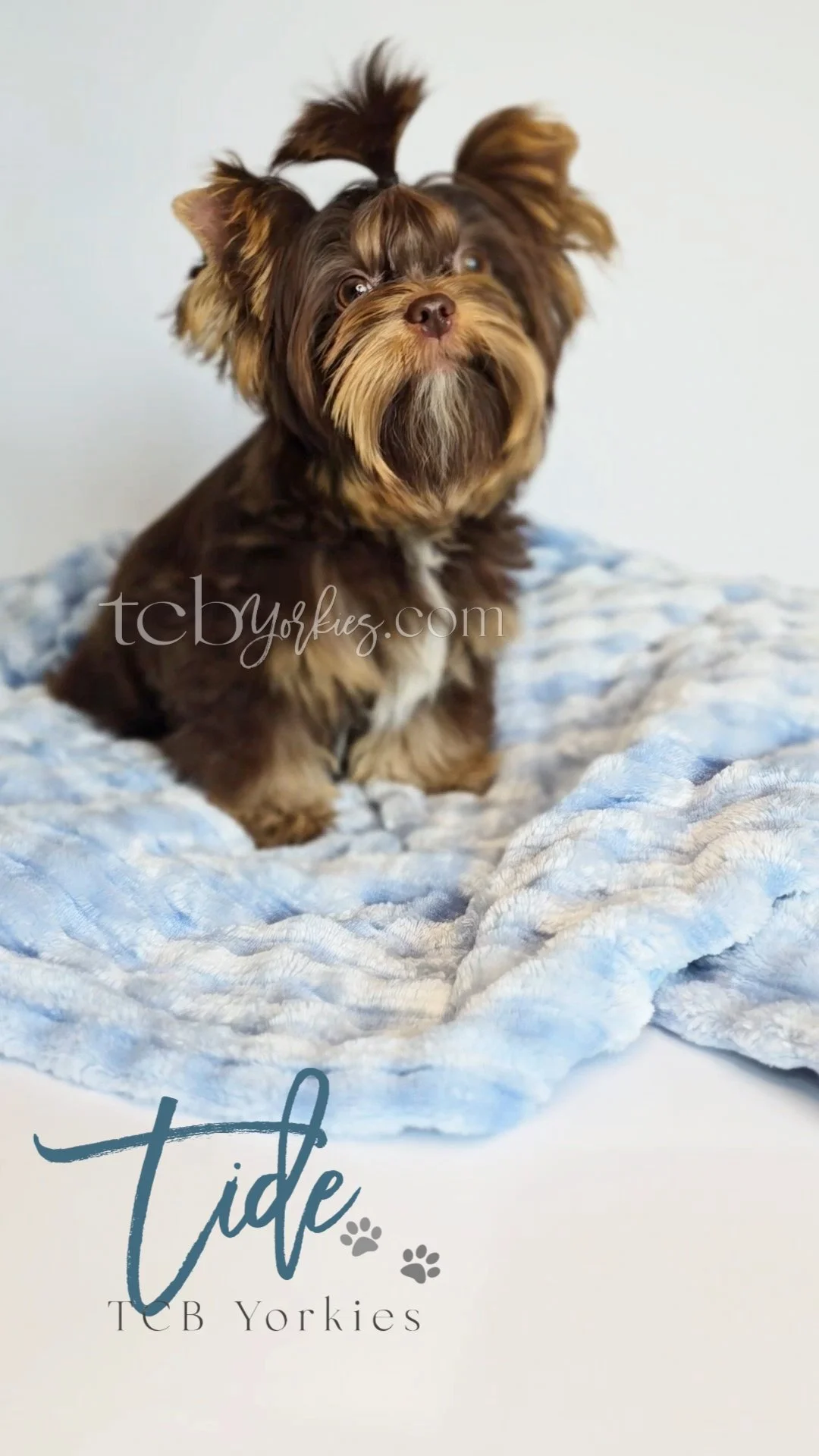 A small brown and black Yorkshire Terrier puppy sitting on a light blue blanket, looking upwards with its ears perked up. The image features the logo 'TCD Yorkies' and the words 'Tide' and 'TCD Yorkies' with paw print accents.