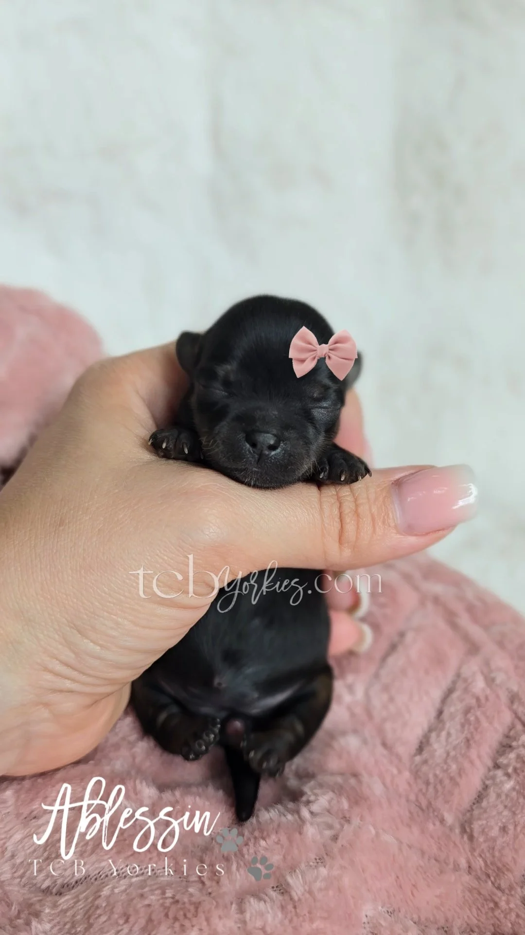 A tiny black puppy with closed eyes and a pink bow on its head, being held gently by a person with manicured nails. The puppy is resting on a soft, pink fuzzy surface.