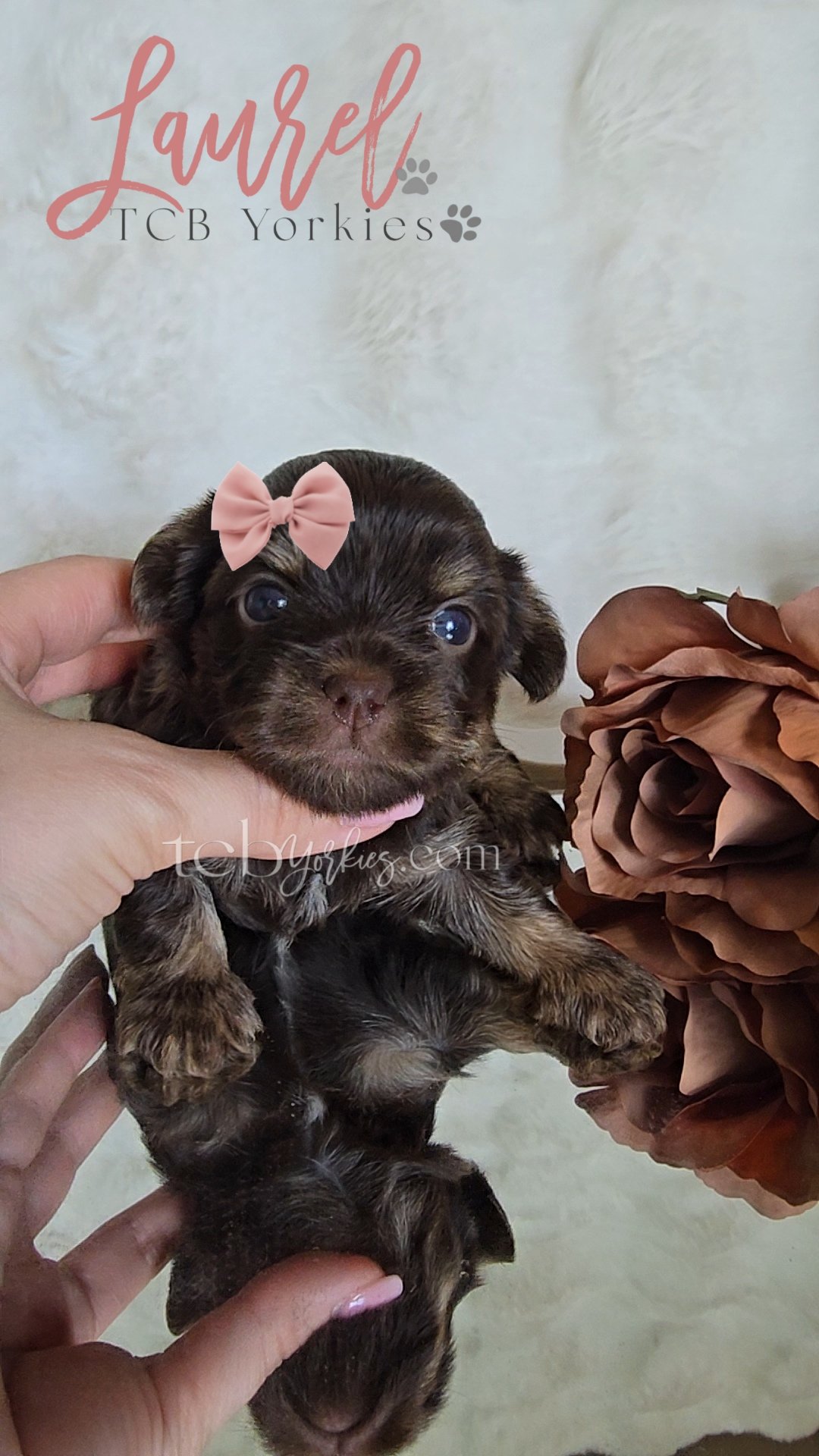 A person holding a small brown puppy with a pink bow on its head, against a backdrop with the words 'Laurel TCB Yorkies' and a decorative paw print. There is a large brown flower arrangement to the right.