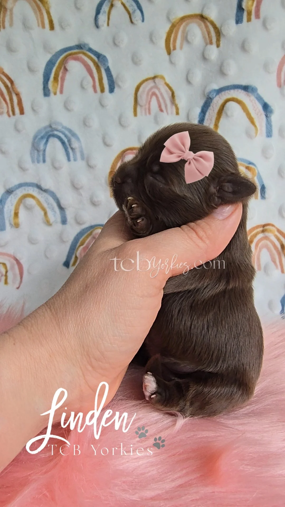 A tiny brown puppy with a pink bow on its head, being gently held in a person's hand against a background with rainbow patterns and fluffy white dots. The image features the text 'Linden TCB Yorkies'.