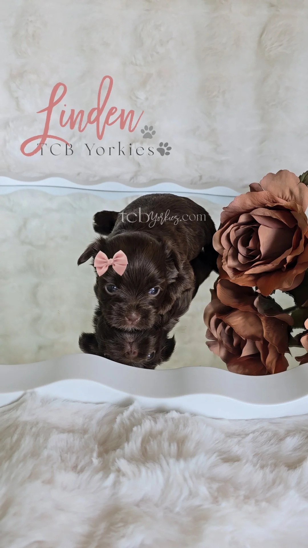 A small brown puppy with a pink bow on its head sitting on a reflective surface next to a large brown artificial rose and a soft white furry blanket.
