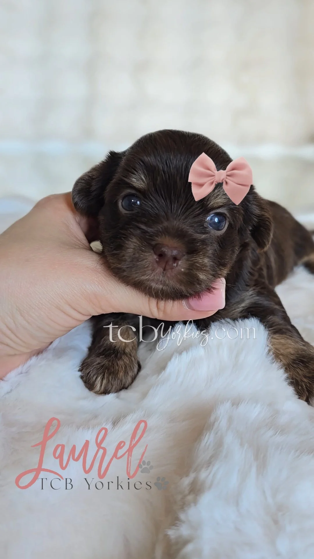 Close-up of a small brown and black puppy with blue eyes, wearing a pink bow on its head, being held gently by a person's hand. The puppy is on a soft white surface.