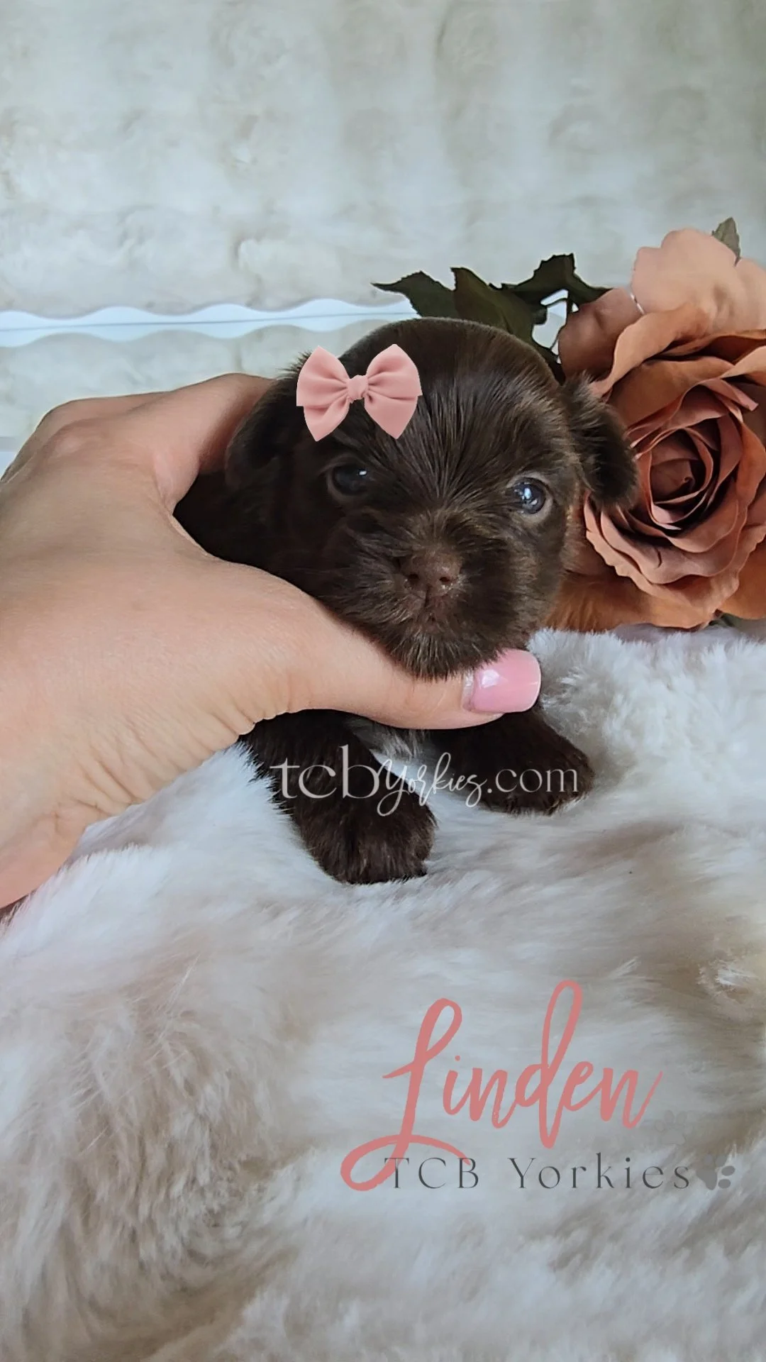 Close-up of a small brown puppy with a pink bow on its head, being held by a person's hand, with roses and a soft furry surface in the background.