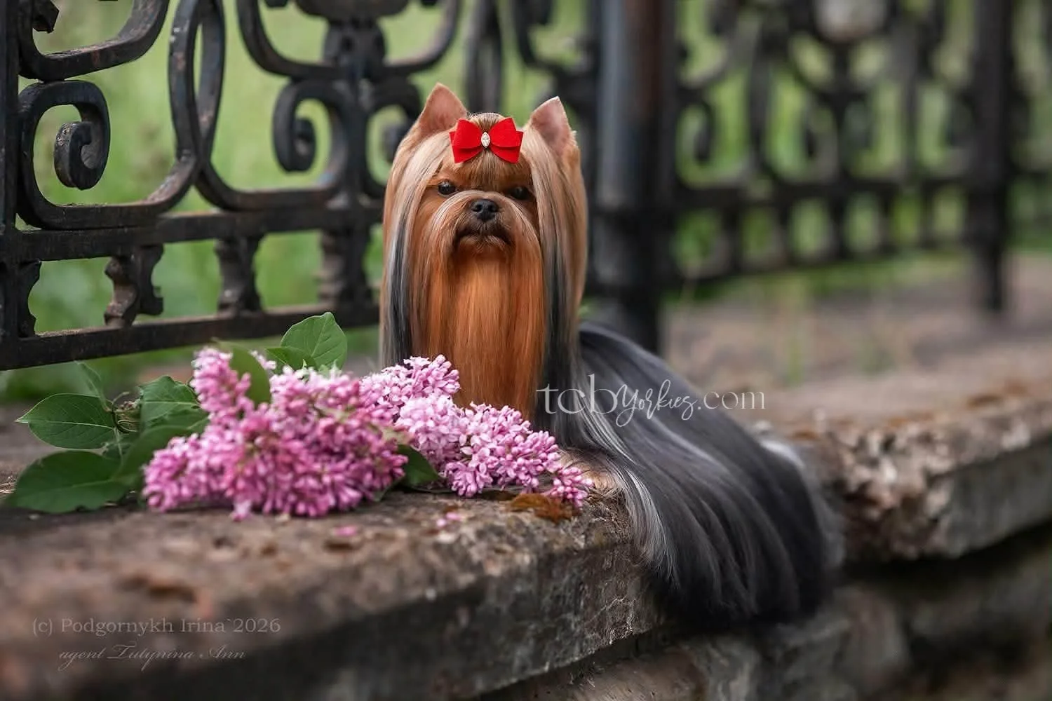 A Yorkshire Terrier dog with long silky hair, decorated with a red bow, sitting on a stone ledge next to pink flowers, in front of a black metal fence with blurred green background.