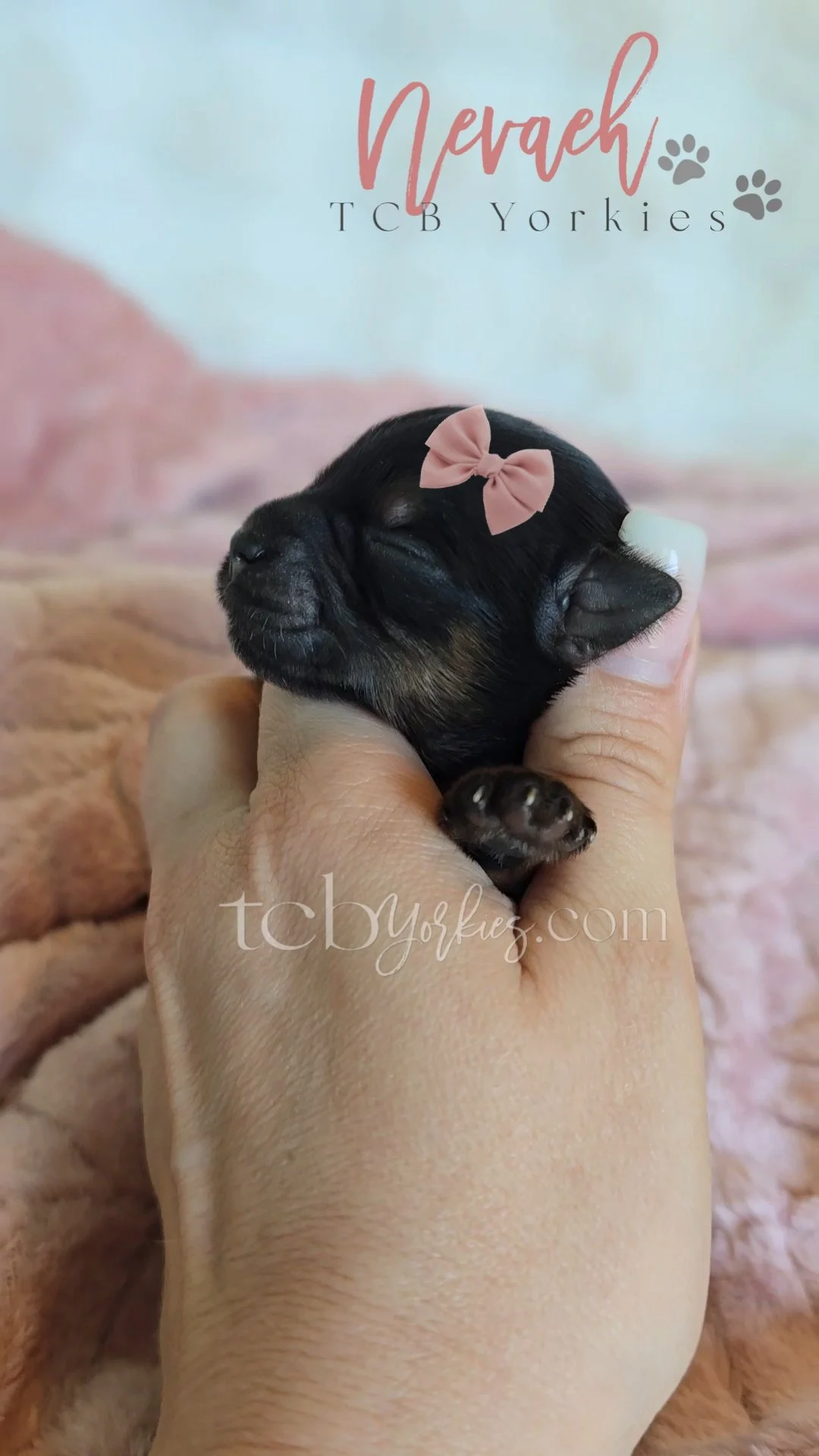 A tiny black puppy with a pink bow on its head is being gently held by a person's hand. The background has soft pink and beige blankets, and there is text in the background that says 'Nereah TCB Yorkies'.
