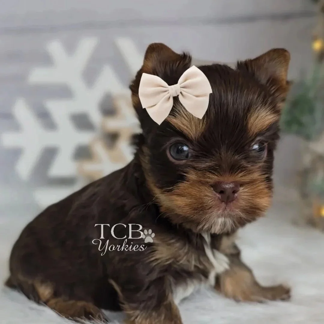 A small puppy with black and brown fur and blue eyes, wearing a white bow on its head.