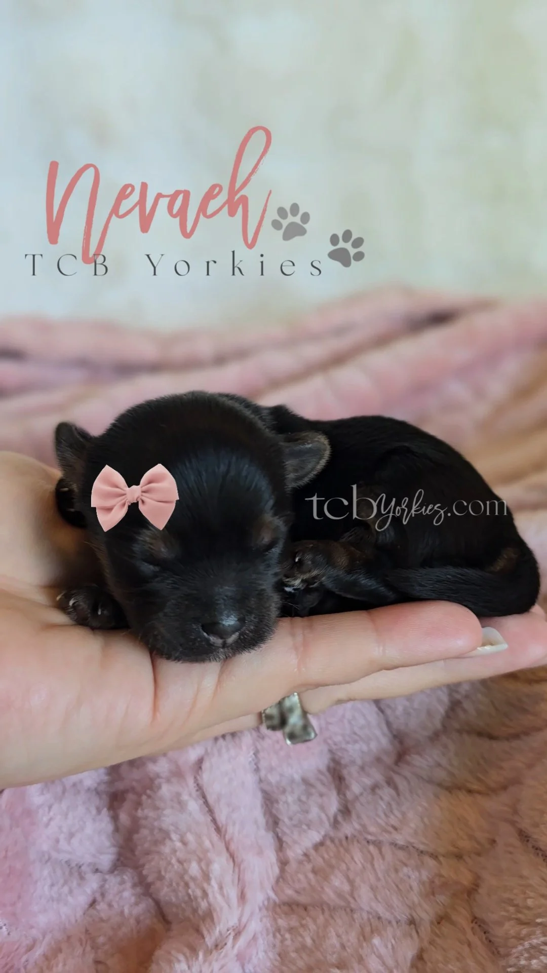 A tiny black puppy with a pink bow on its head is resting on a person's hand, with the background showing a pink blanket with text and paw prints.