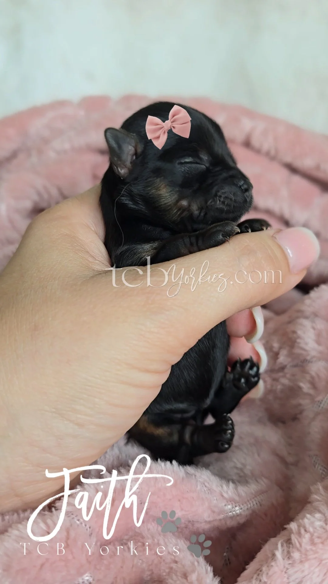 A small, black puppy with a pink bow on its head, sleeping in a person's hand, resting on a soft pink blanket.
