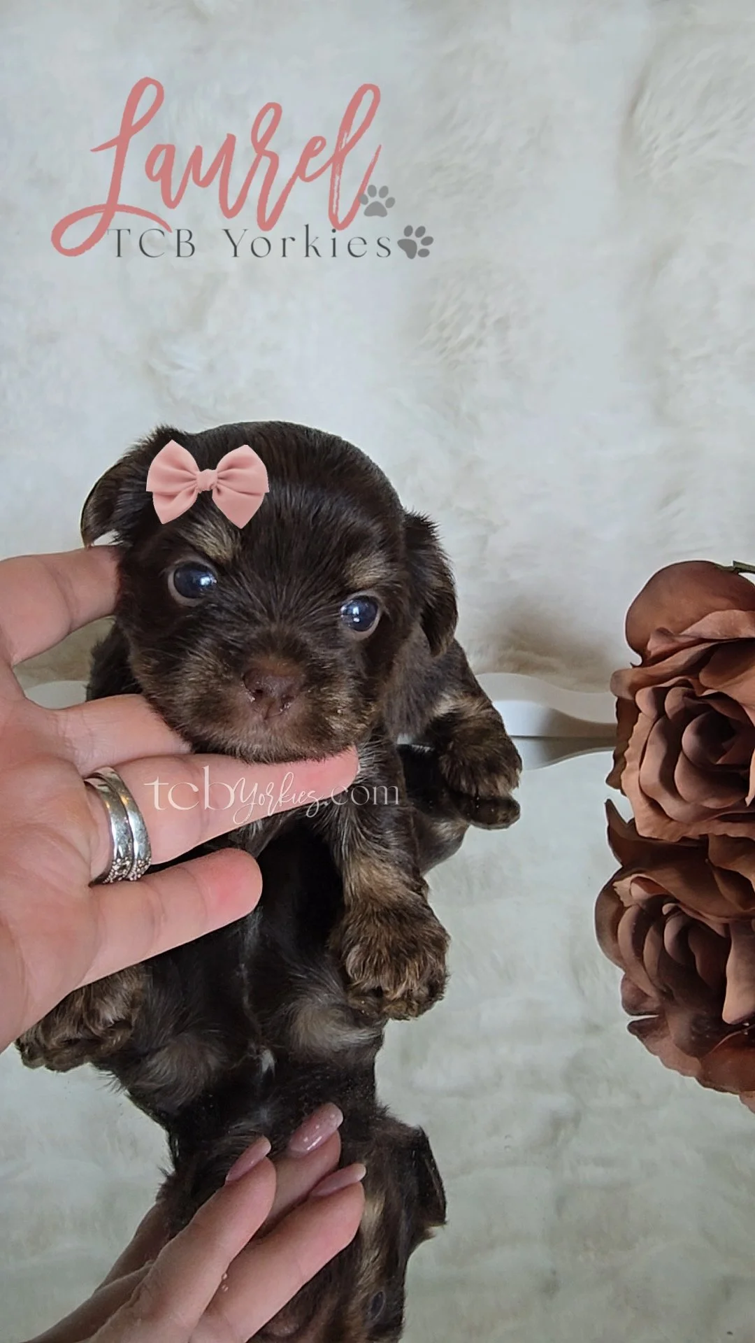 A small brown and black puppy held by two hands, wearing a pink bow on its head, with a backdrop that has text reading "Label TCB Yorkies" and some brown flowers.