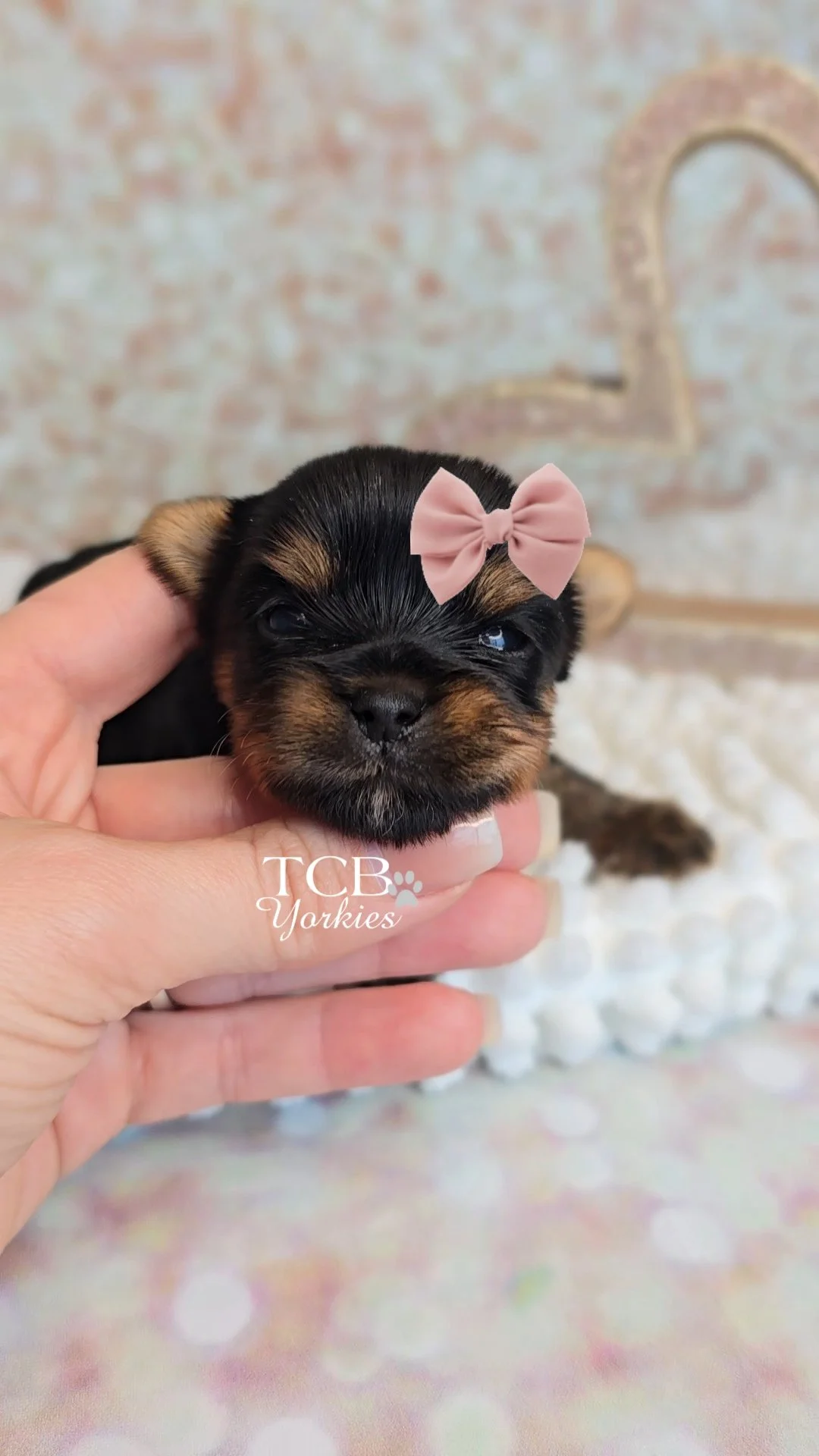 Close-up of a tiny black and brown puppy with a pink bow on its head, being held gently by a person's hand, with a blurred background of a brick wall and soft white pillows.