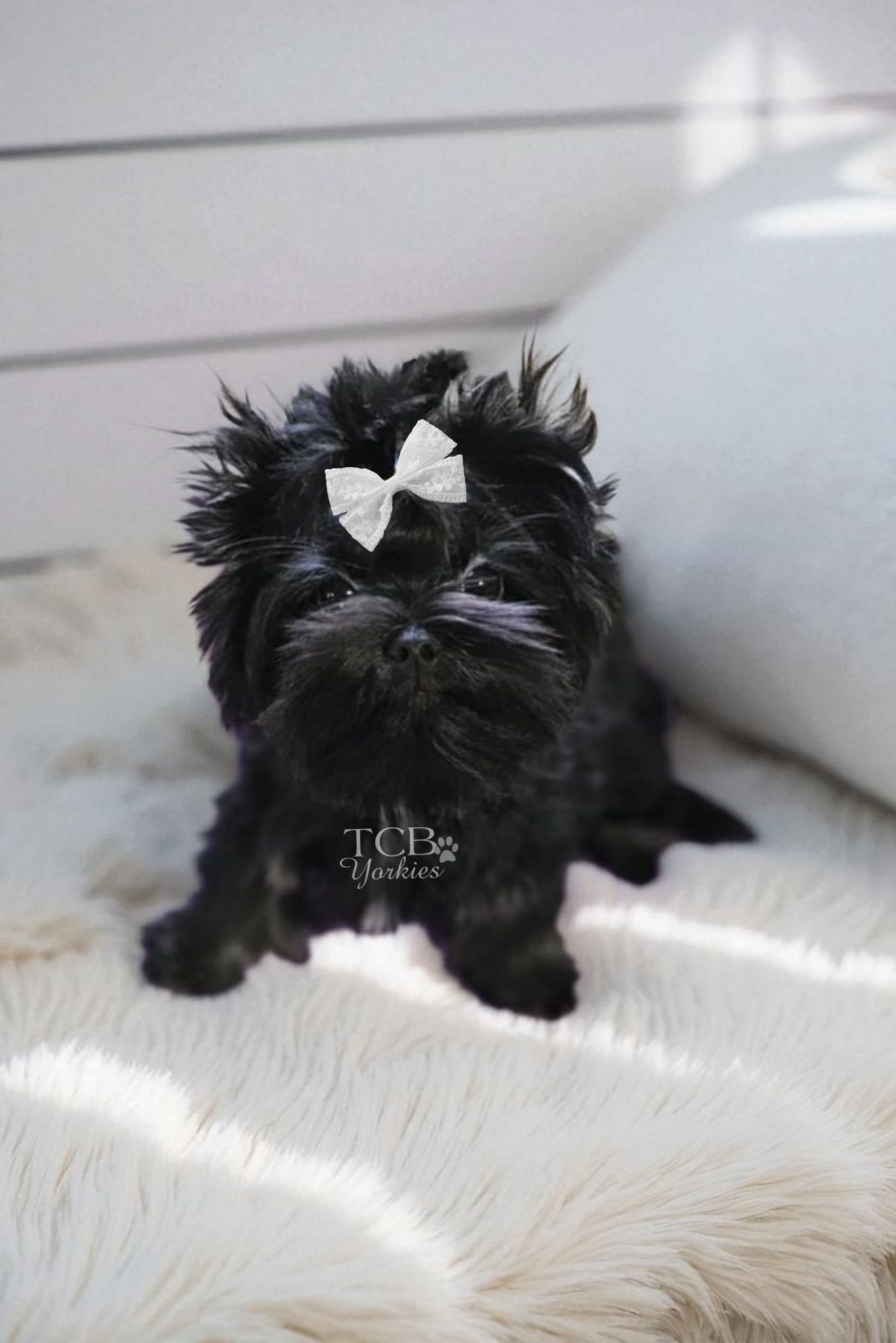 A small black dog with a bow on its head, lying on a white fluffy rug with white pillows in the background.