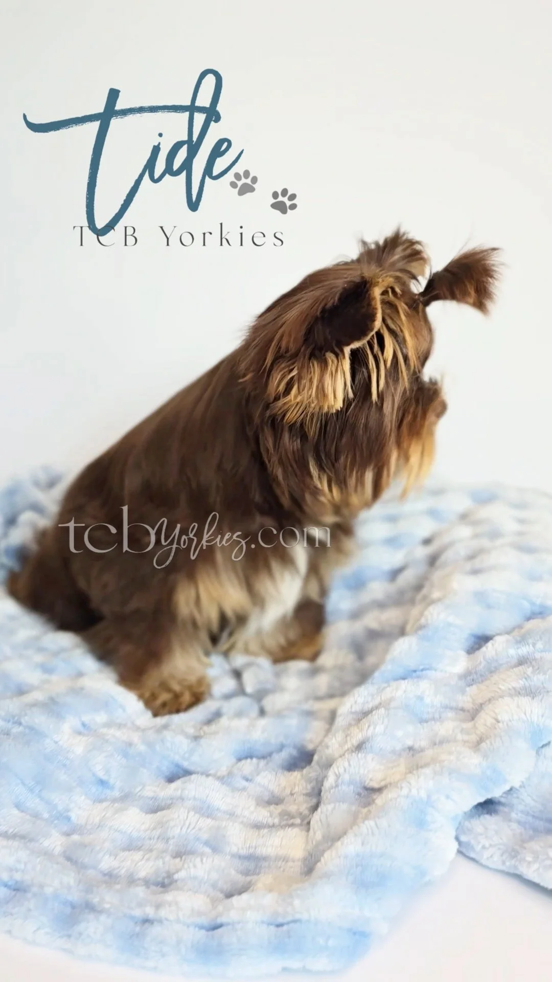 Brown and tan Yorkshire Terrier puppy sitting on a blue textured blanket.