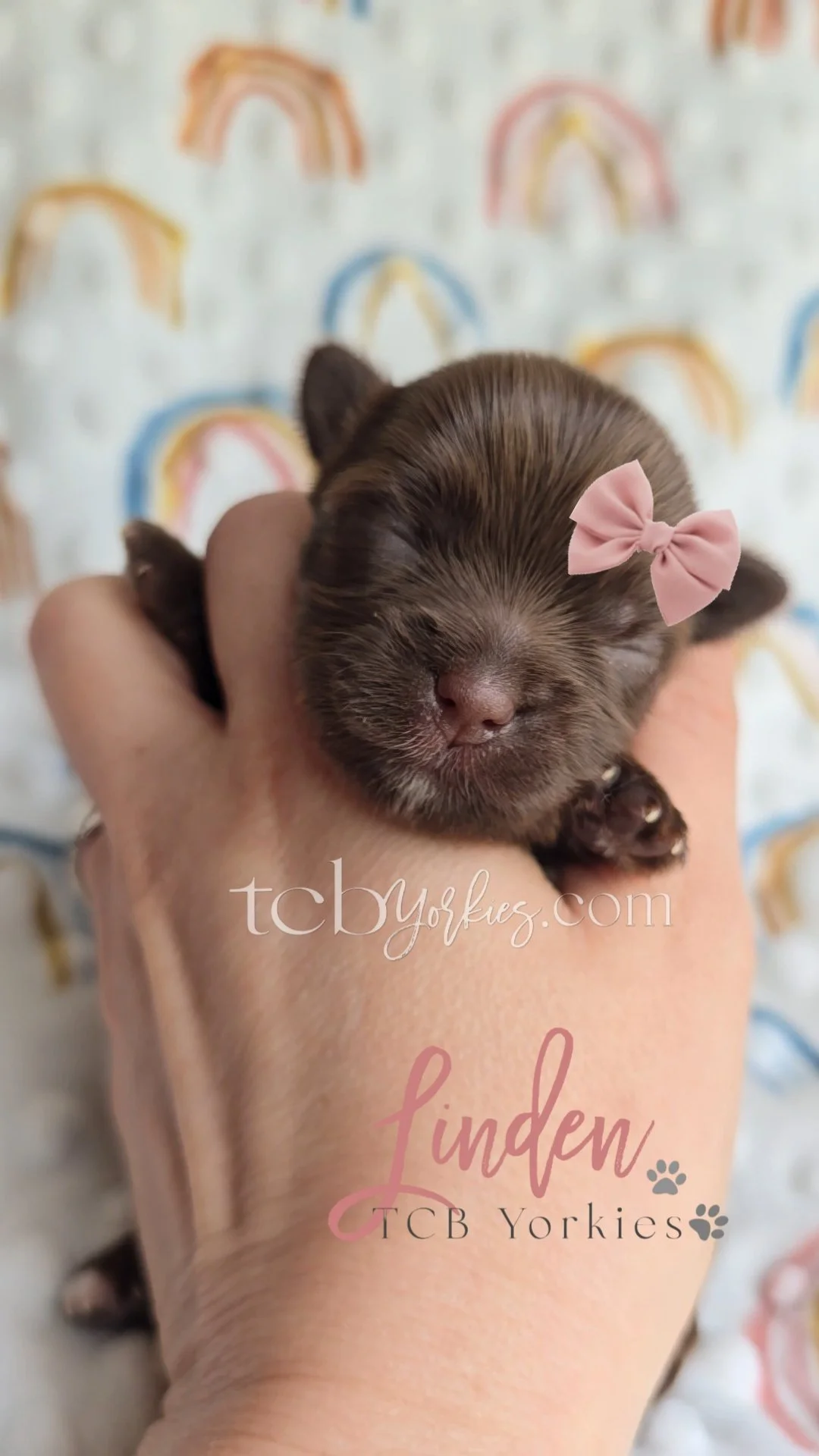 A tiny, brown puppy with closed eyes, a pink bow on its head, and small paws, resting on a person's hand. The background has a rainbow pattern and text overlay.