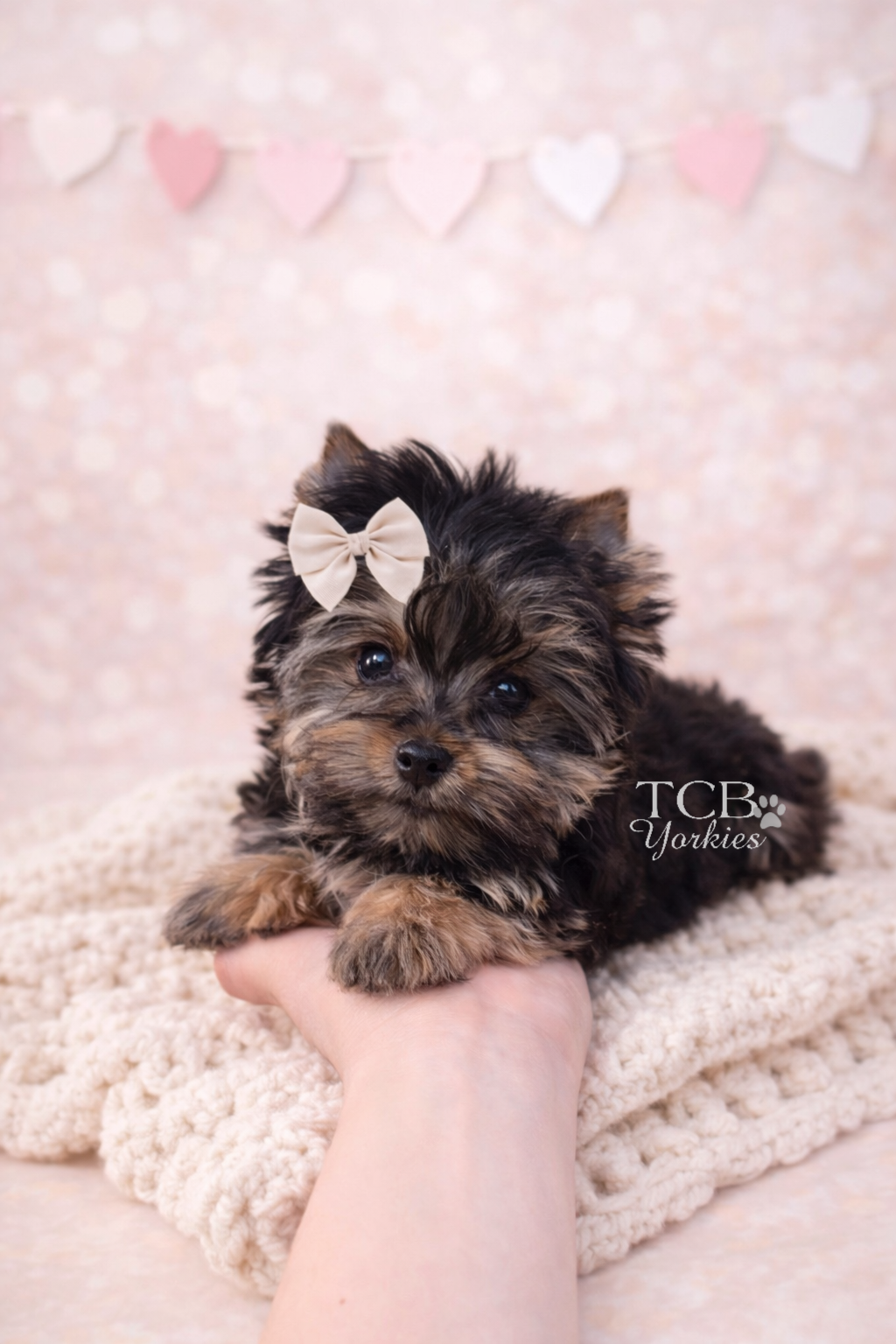 A small, fluffy black and tan yorkie puppy with a beige bow on its head, lying on a hand on a cream-colored blanket. In the background, there is a pink and white heart-themed backdrop. The puppy has bright eyes and a cute expression.