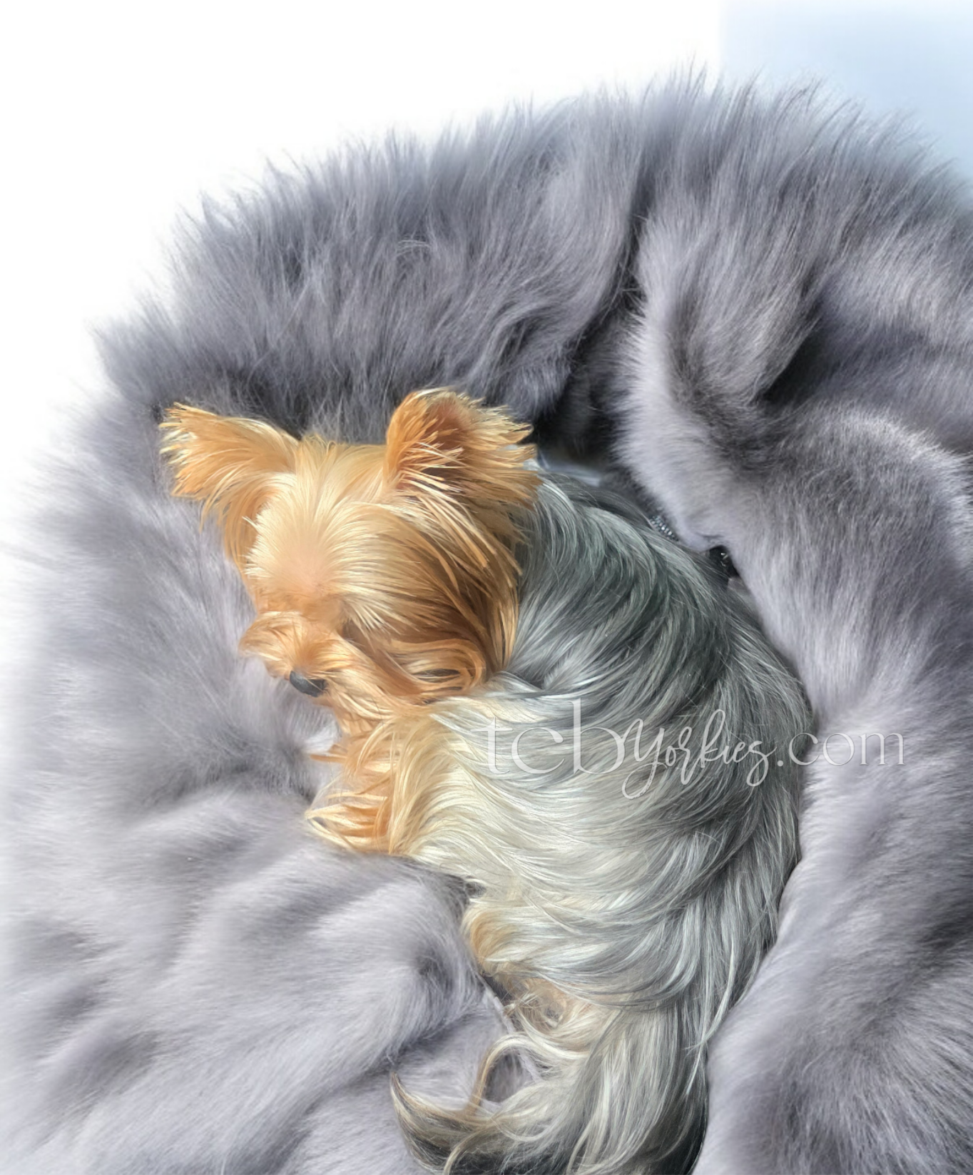 A small Yorkshire Terrier puppy sleeping on a large gray fluffy dog, possibly a Siberian Husky, with gray and white fur.
