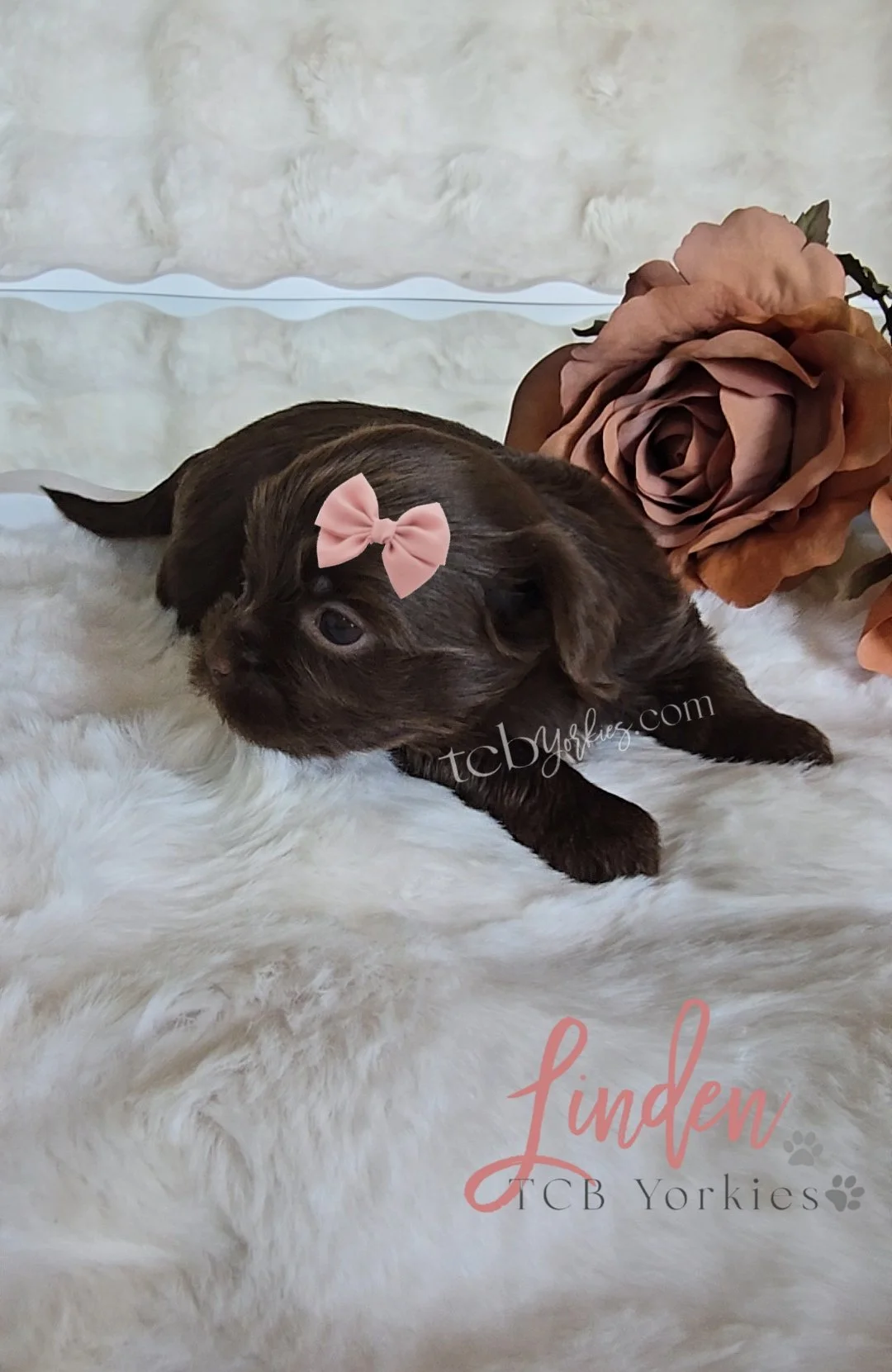 A small brown puppy with a pink bow on its head lying on a white fluffy blanket next to a large pink artificial rose. The text 'Linden' and 'TCB Yorkies' is visible on the image.