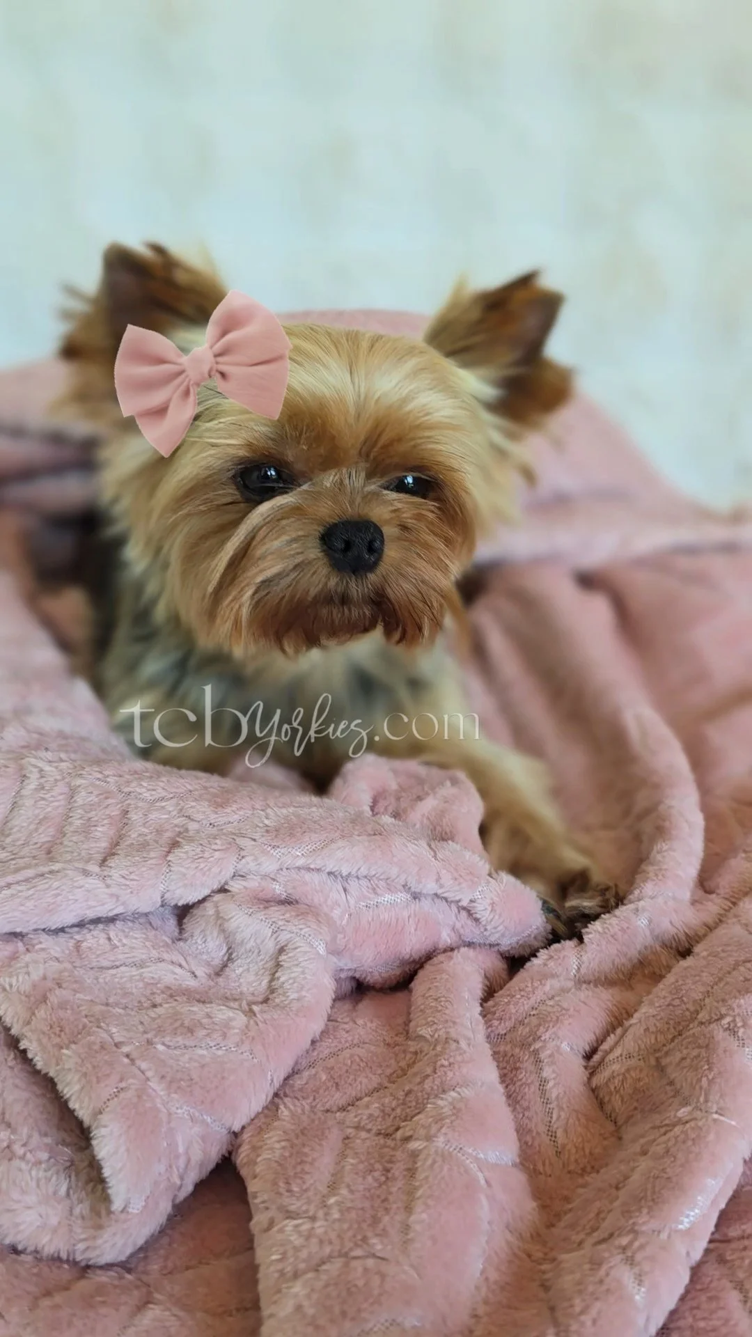 A small Yorkshire Terrier dog with a pink bow on its head, lying on a pink fuzzy blanket.