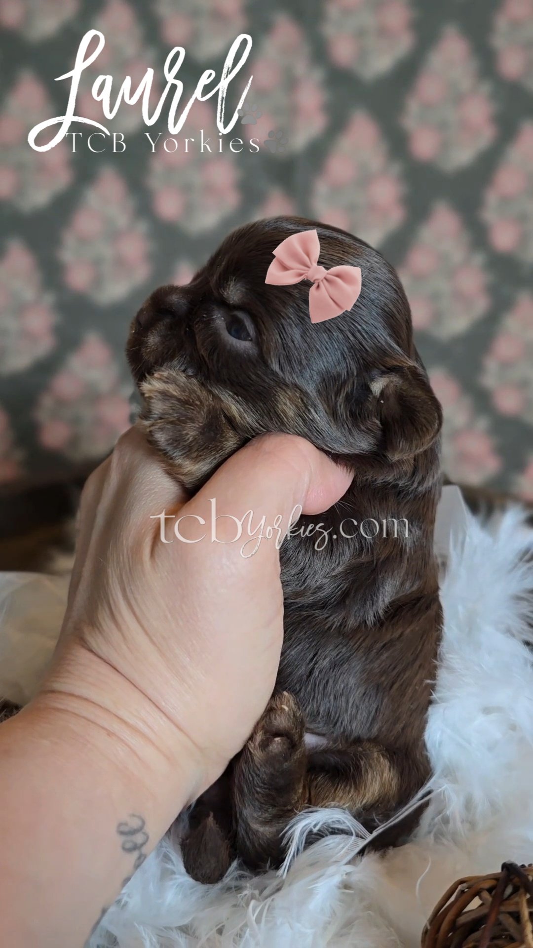 A small sleeping puppy with a pink bow on its head, being gently held by a hand, on a fluffy white surface with a floral background.