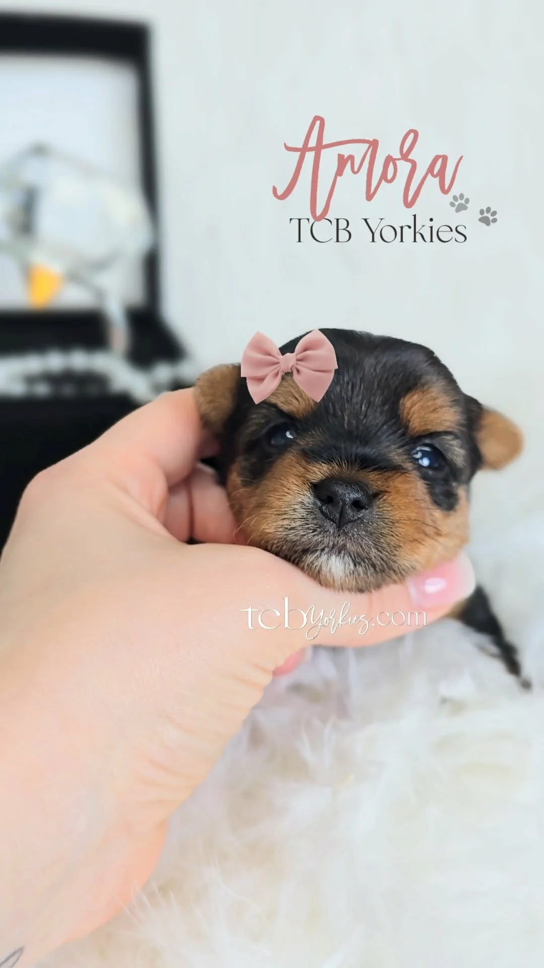 A small puppy with black and brown fur being held gently by a person's hand. The puppy has a pink bow on its head and is positioned in front of a soft, white fur-like surface. In the background, there is a blurred room with a mirror and some objects.